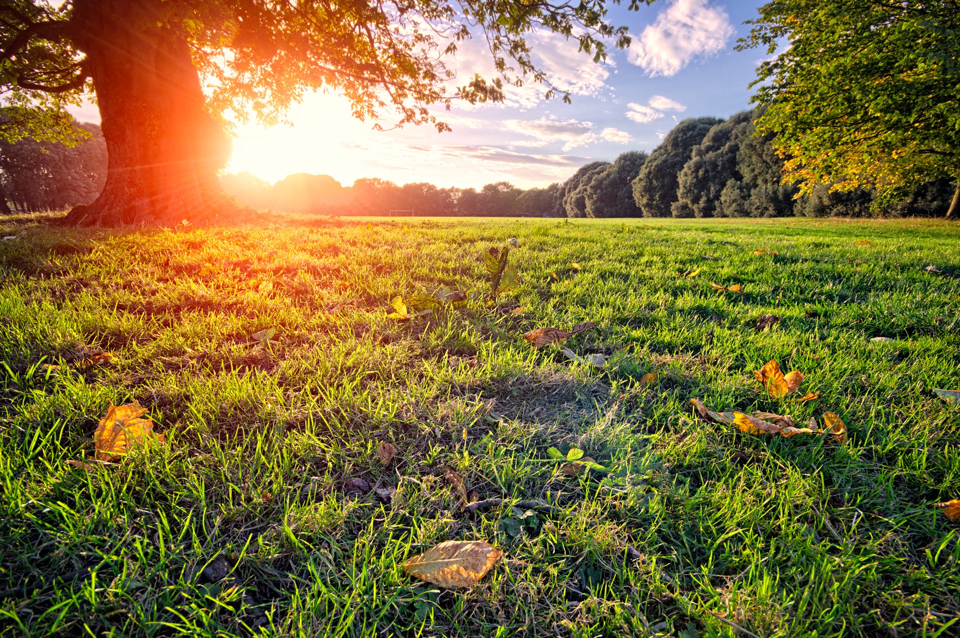 park lichtung baum sonne strahlen sommer