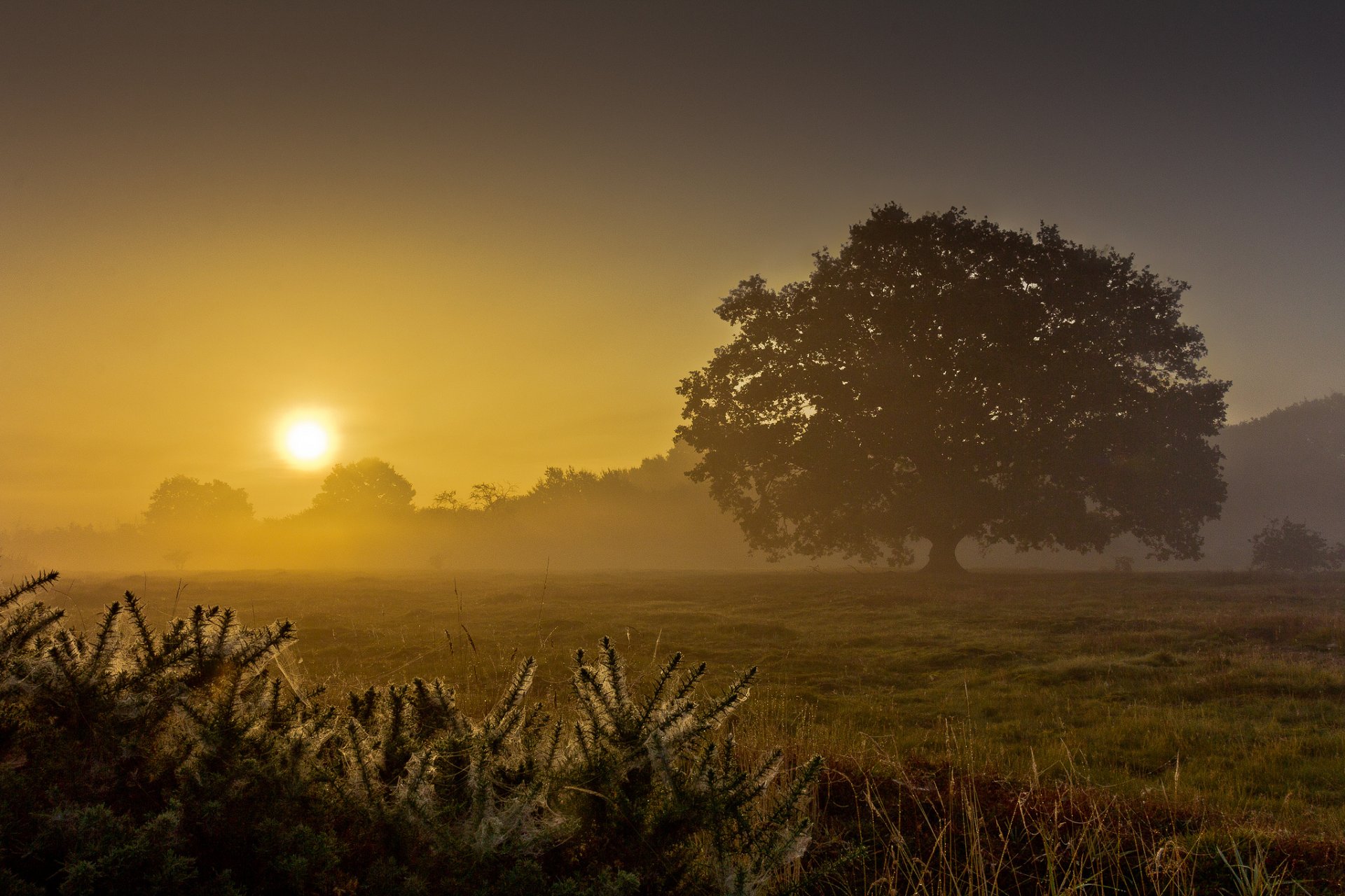 campo árbol niebla mañana amanecer verano