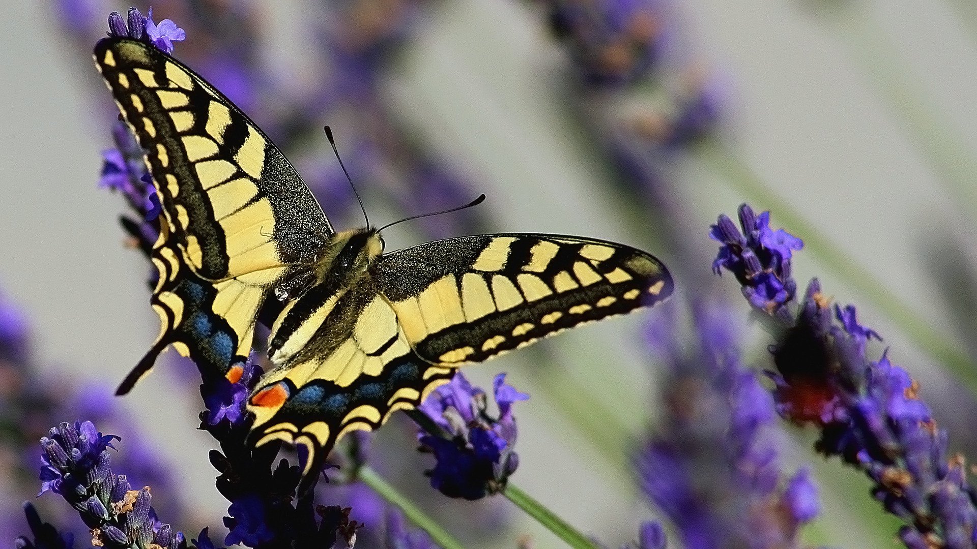 farfalla coda di rondine papilio machaon lavanda