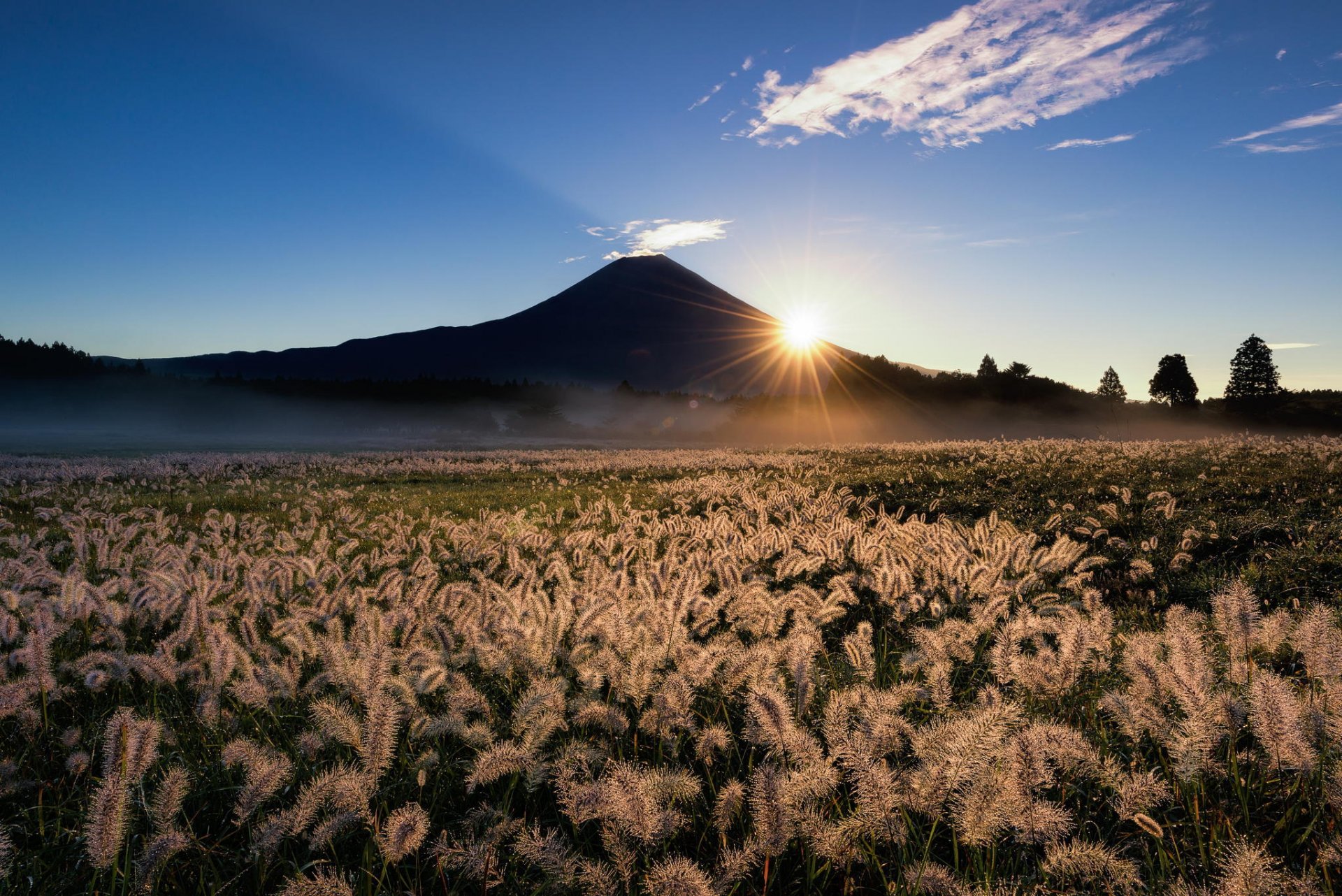 japan fujiyama fuji mountain volcano field ears grass sun rays sky nature