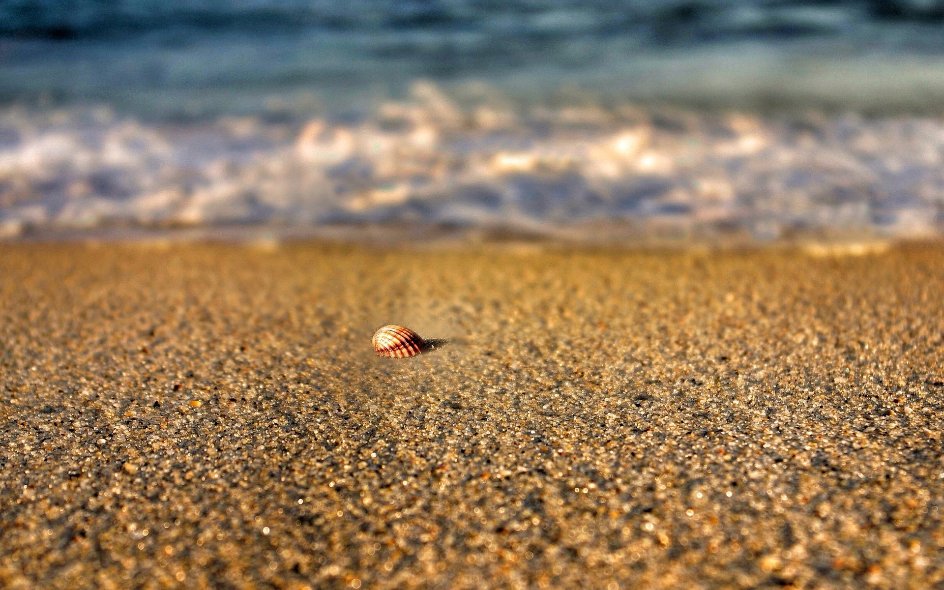 nature beach sand shell summer sea water river schale background close up blur wallpaper widescreen full screen hd wallpapers fullscreen