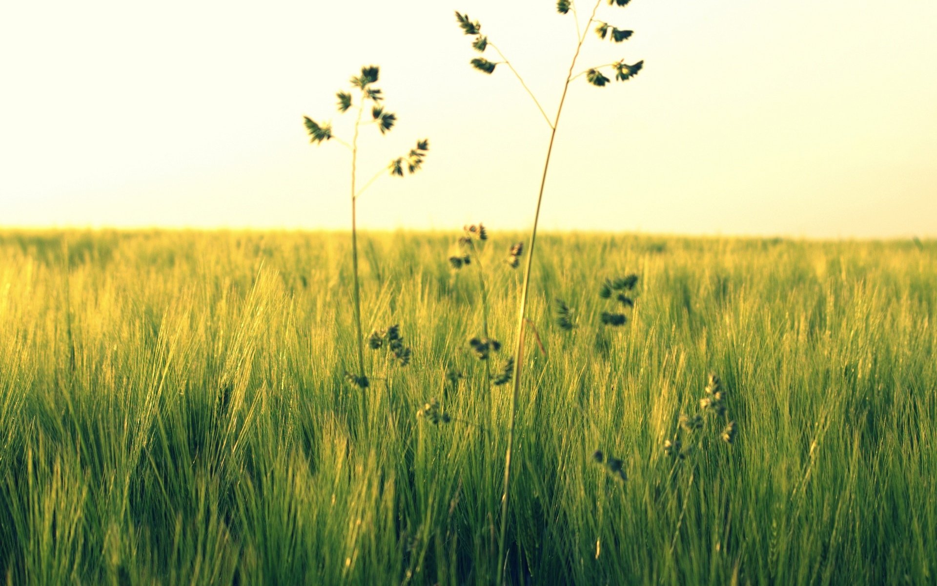 natur gras grün pflanze grün blumen feld hintergrund tapete widescreen vollbild widescreen widescreen