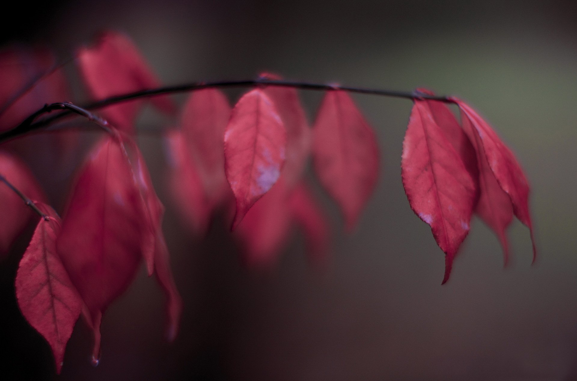 branche feuilles rouge automne flou