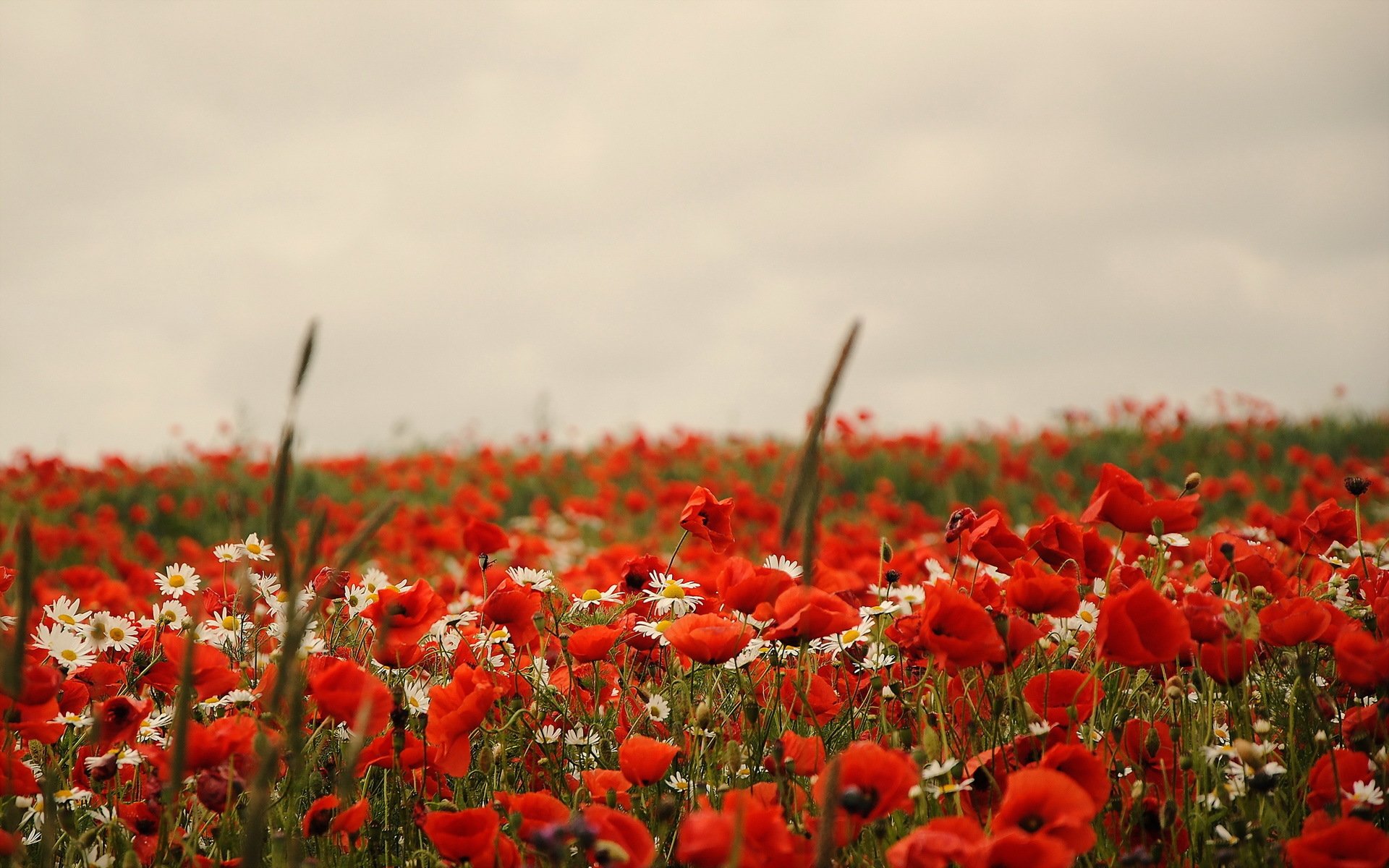 feld mohnblumen natur sommer