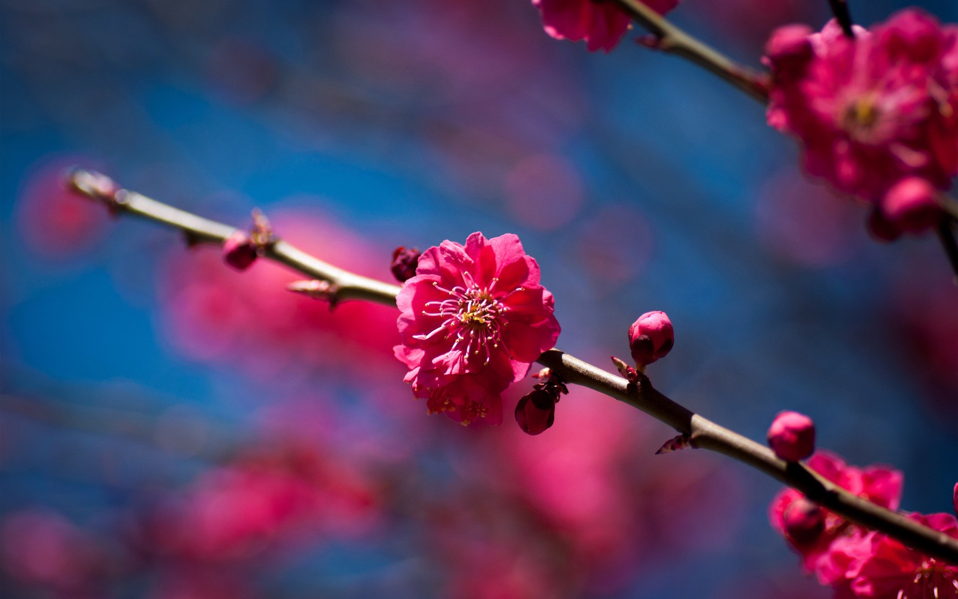 primavera floración flores rama árbol frutal cereza soleado