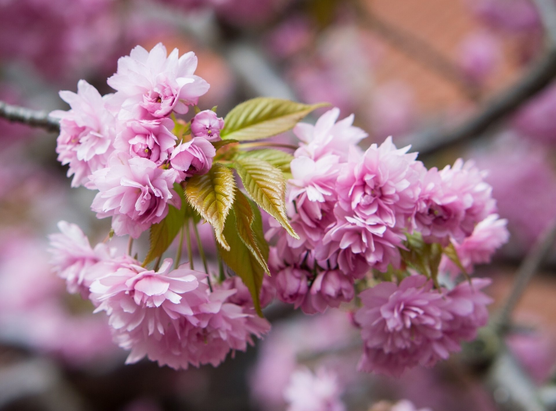 sakura gałąź makro kwitnienie kwiaty