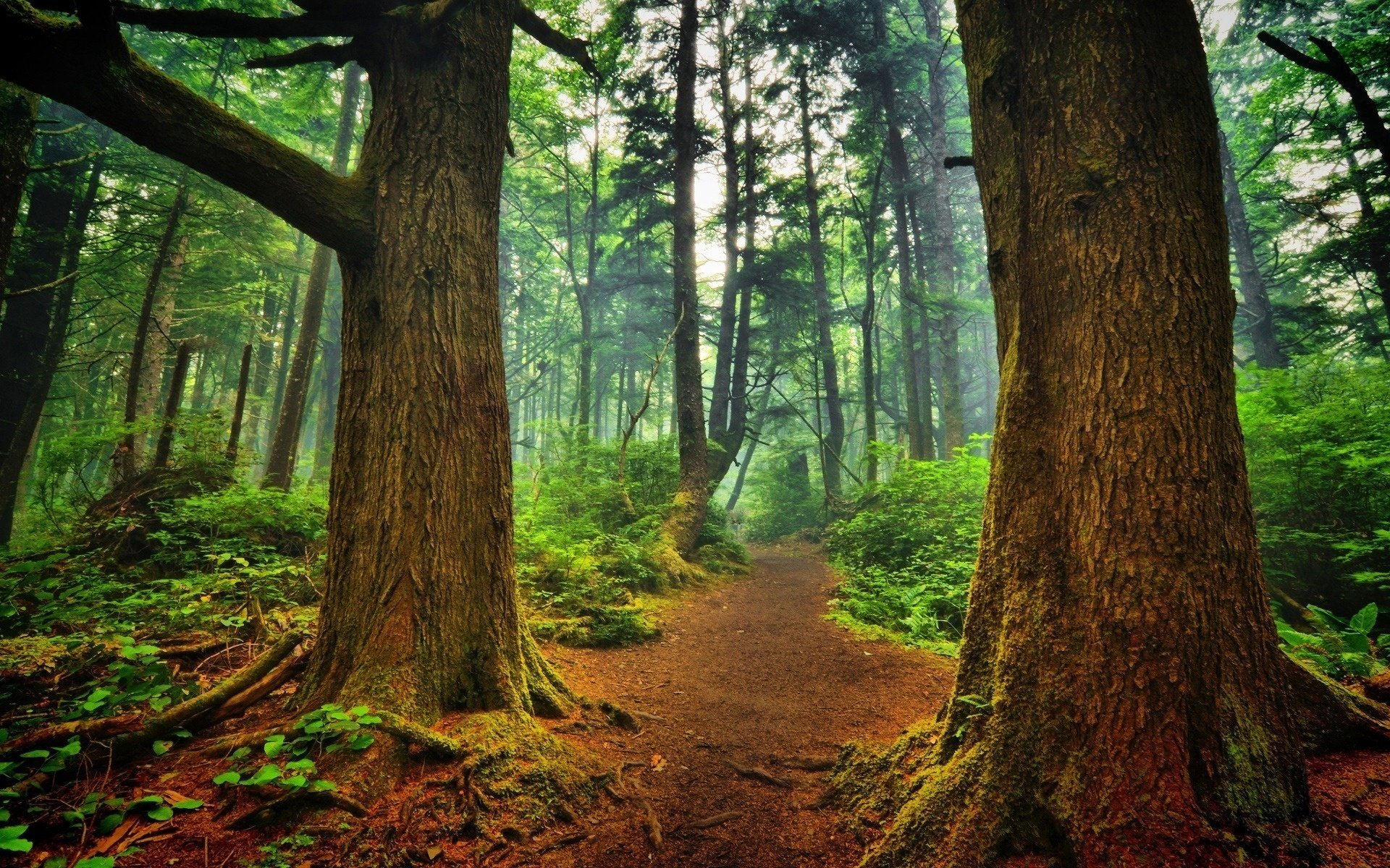 árboles bosque camino