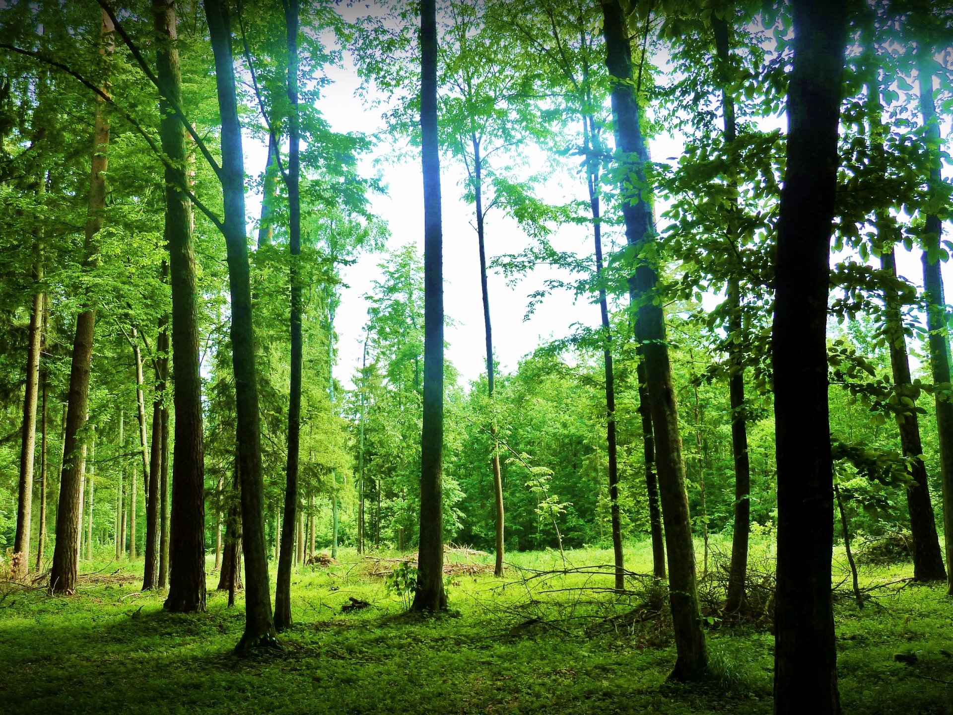 natur landschaft wald. bäume sommer grün strahlen himmel