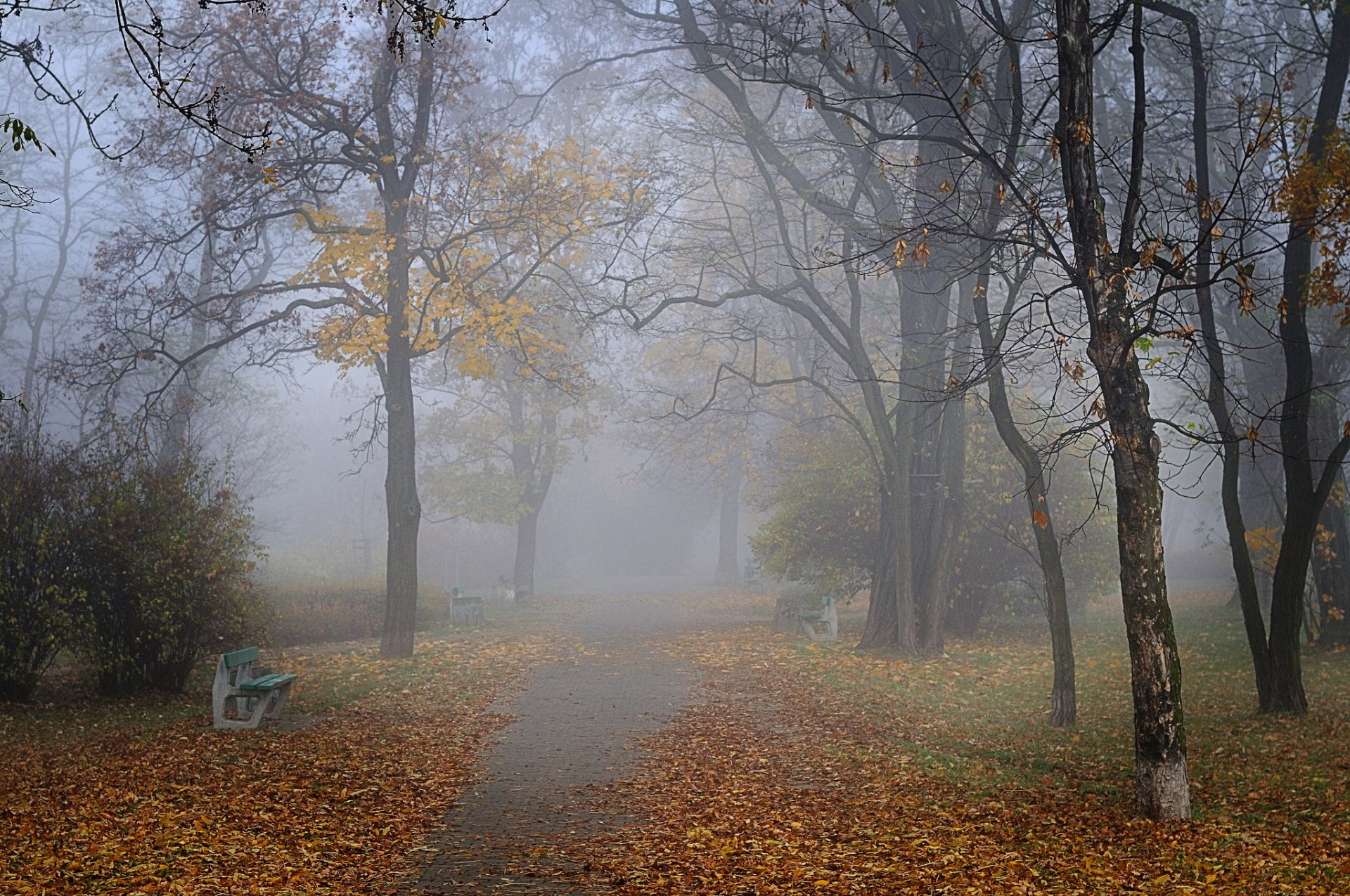 autunno parco vicolo panchine nebbia