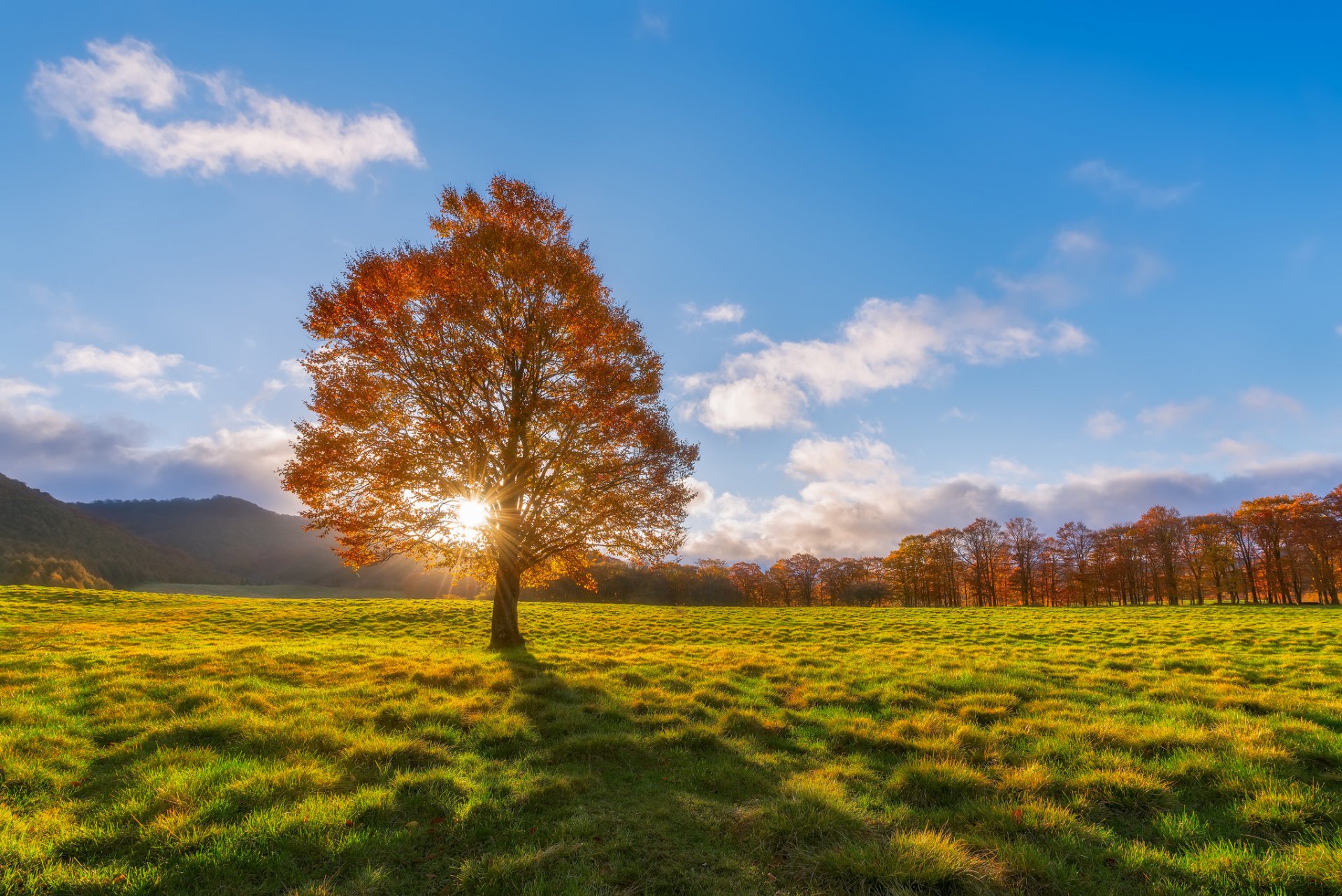 automne champ arbre soleil rayons