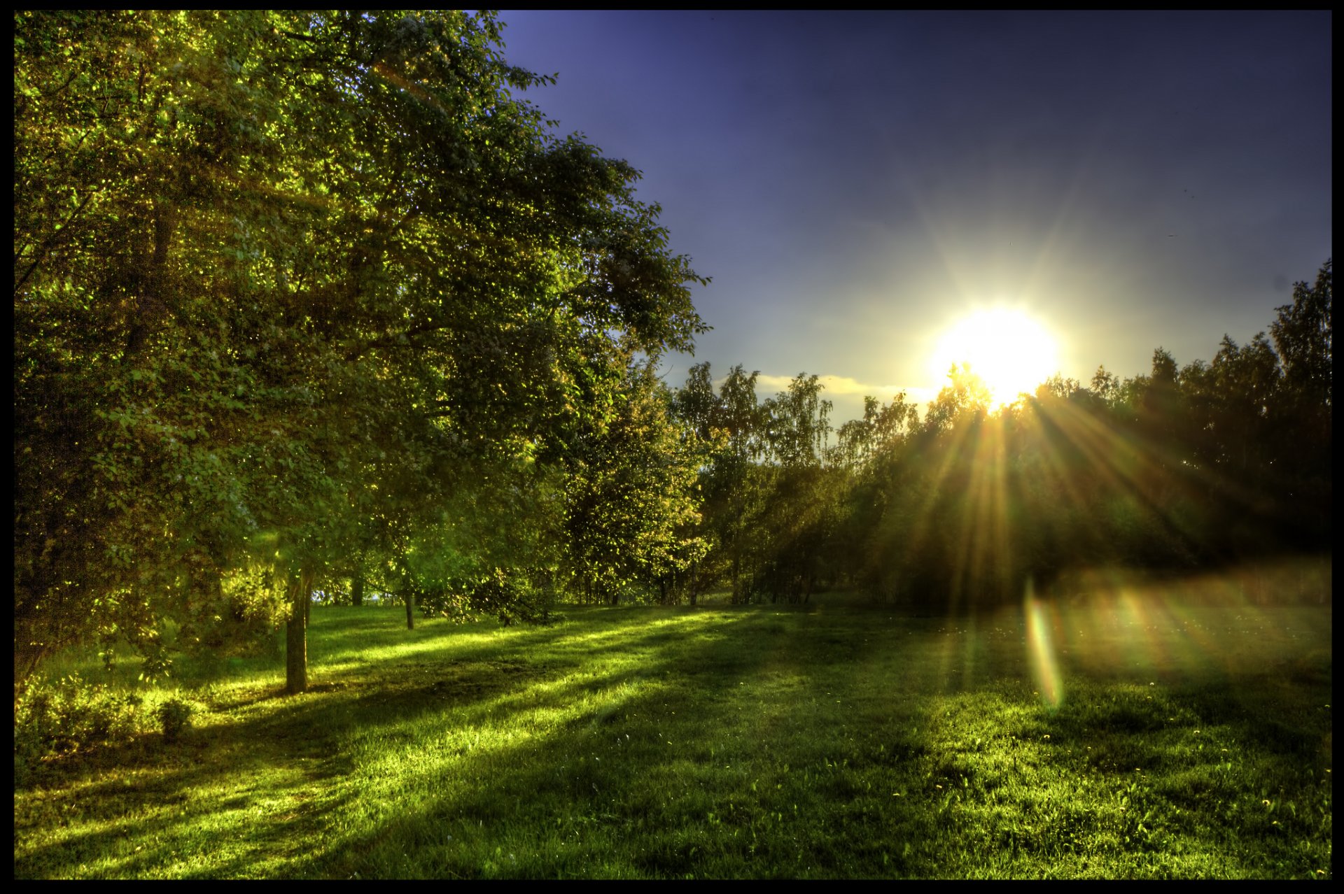 bosque claro hierba vegetación primavera sol rayos mañana