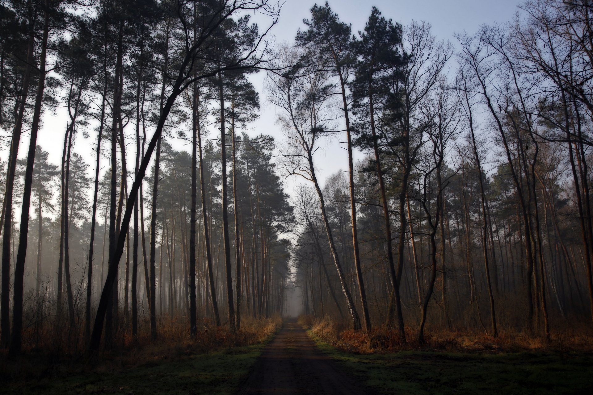 foresta strada alba