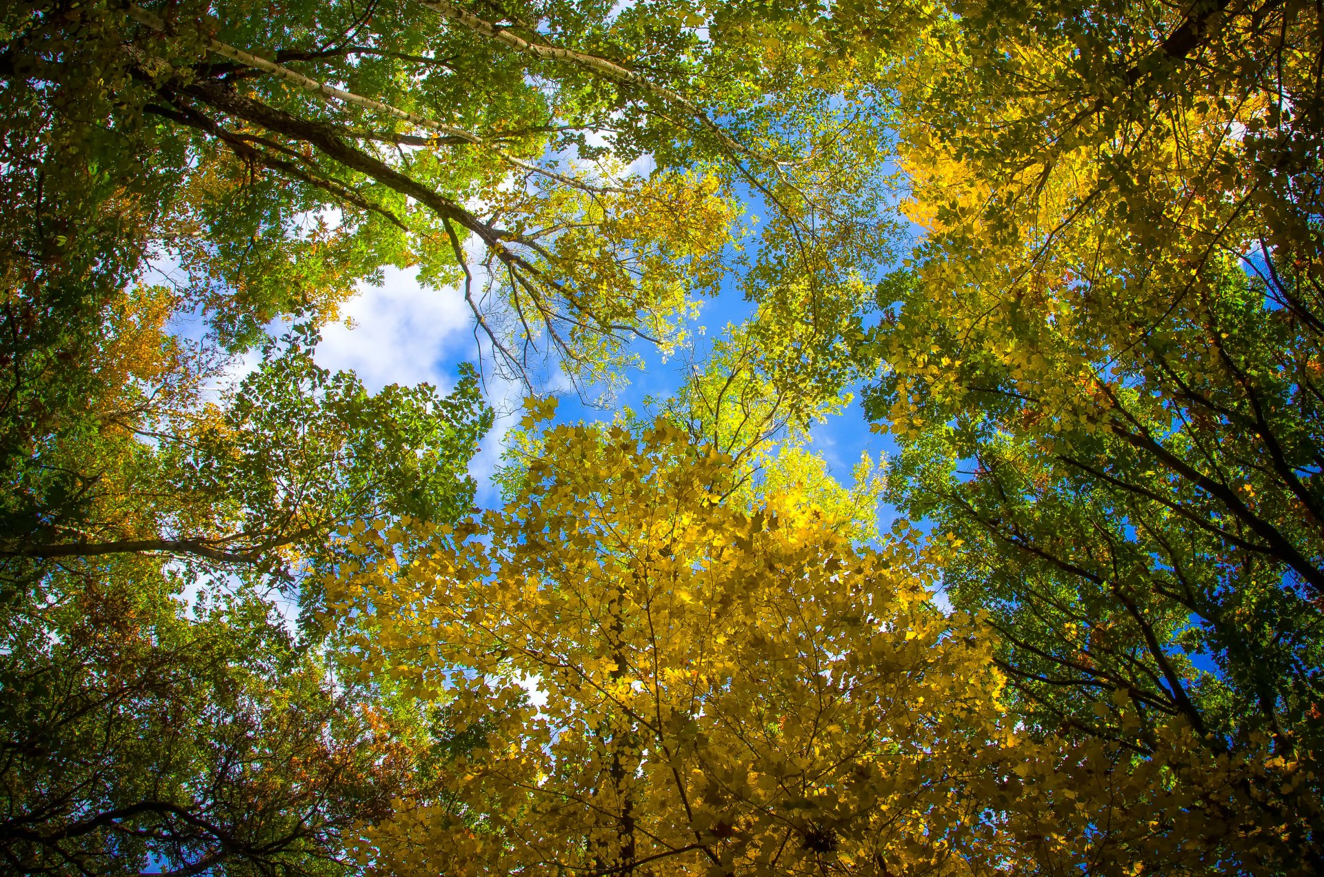 ciel feuilles automne arbres couronne