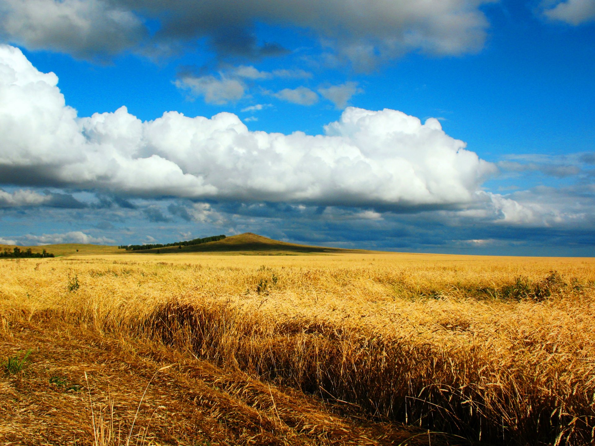 canzone allodola autunno grano campo steppa strada kazakistan