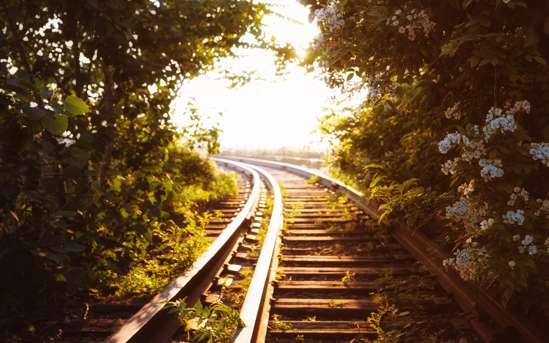 schienen eisenbahn bäume grüns licht