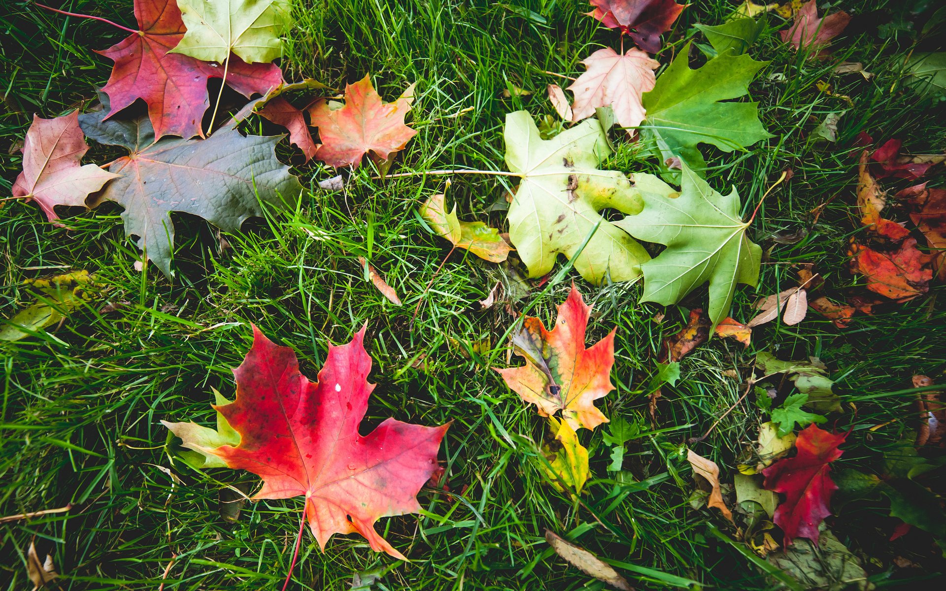 gras grüns herbst blätter makro