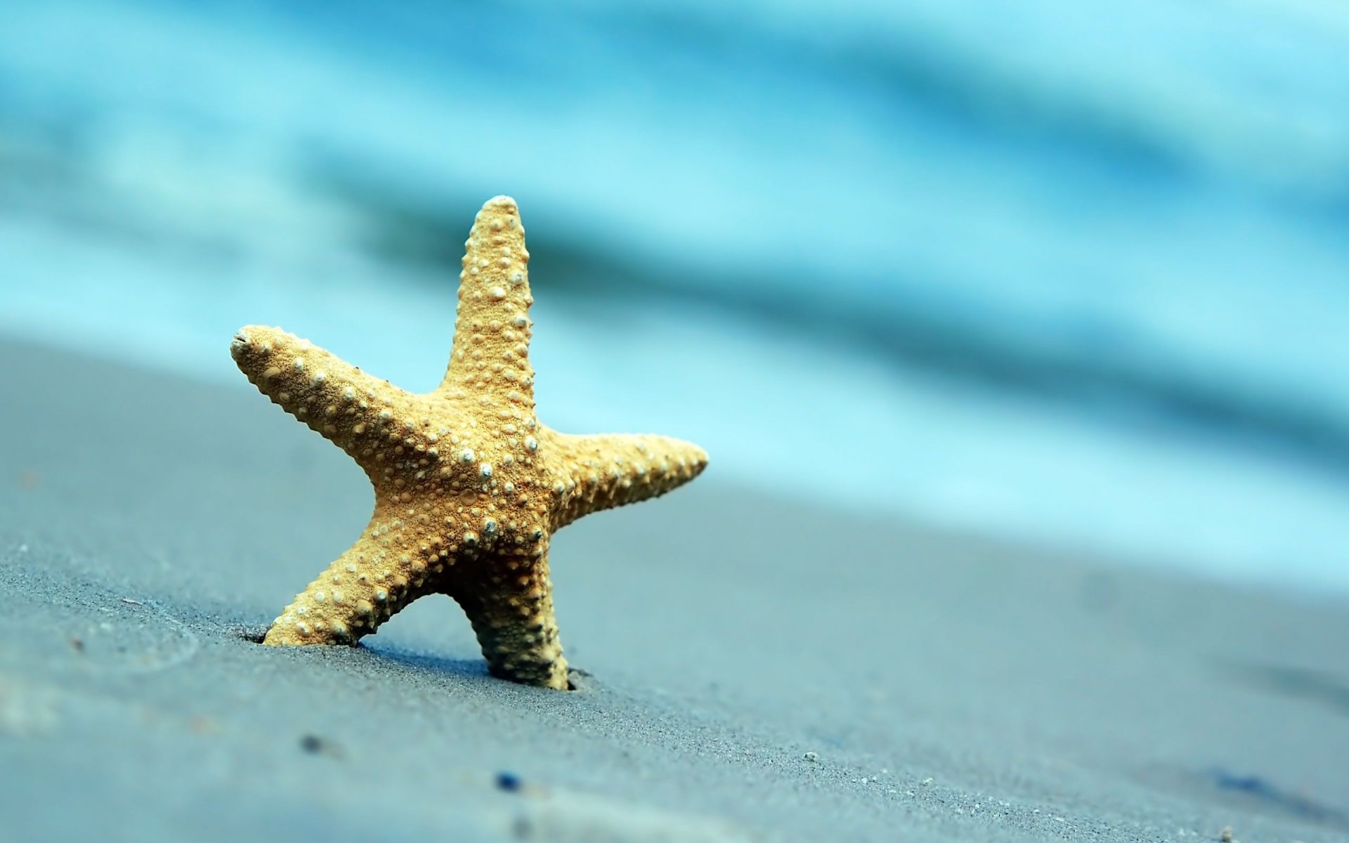 nature starfish sand beach sea summer blur background wallpaper widescreen full screen hd wallpaper