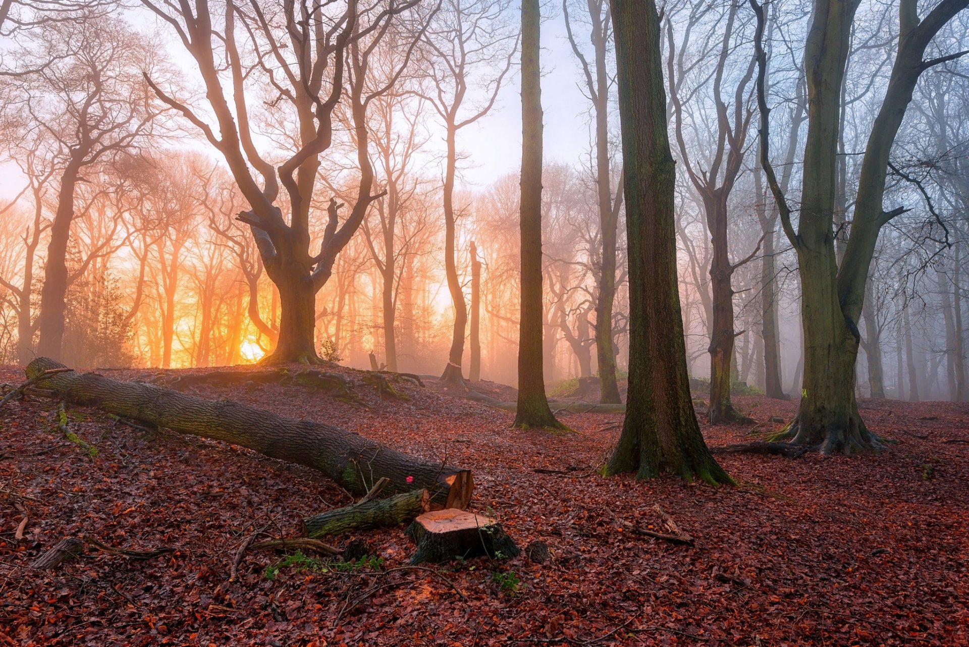 forest tree fog morning