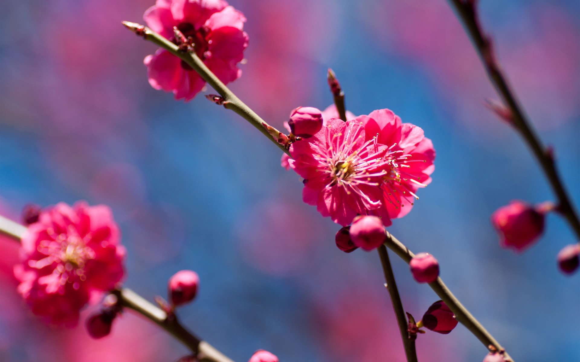 printemps arbre fleurs cerise branche