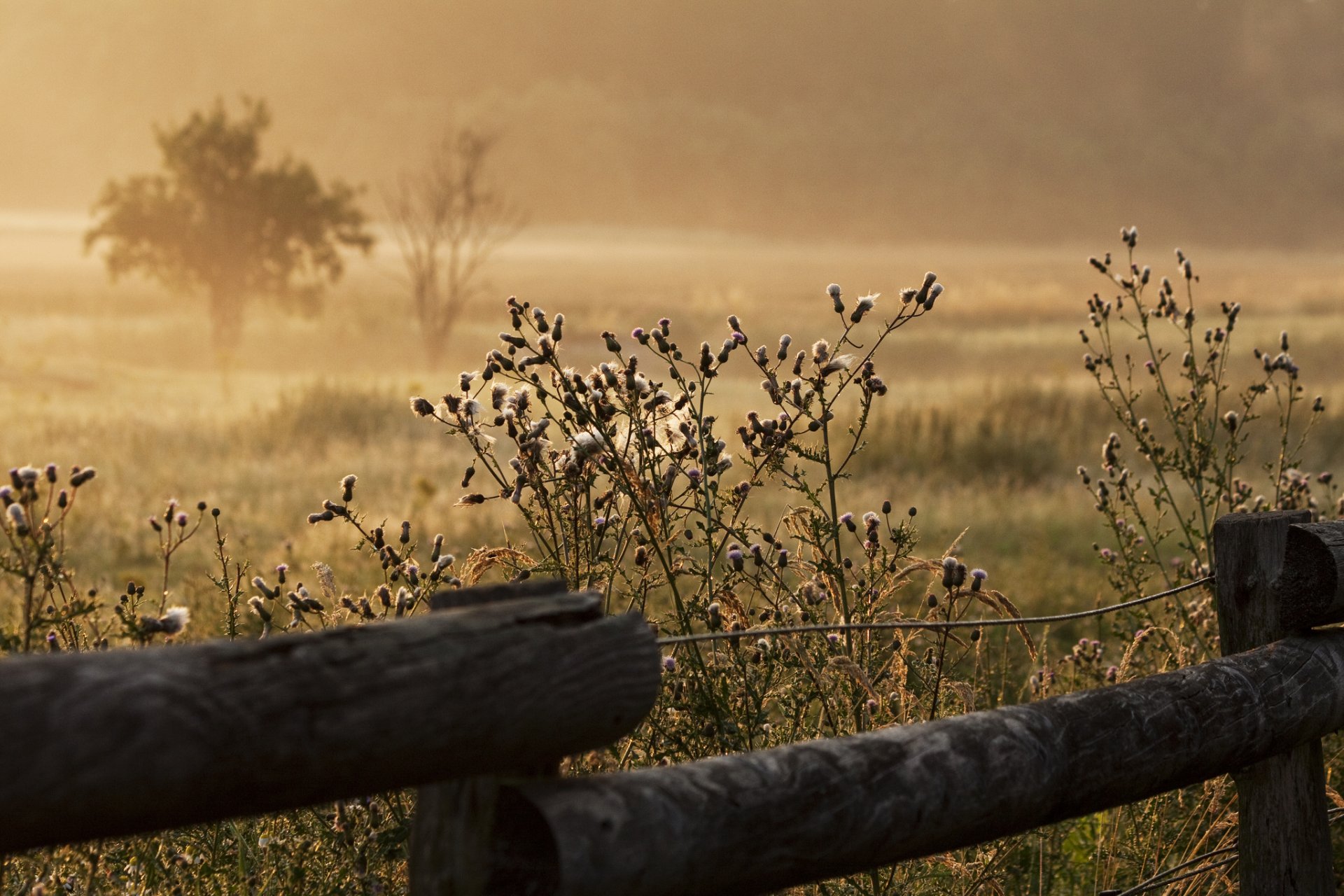 été herbe clôture brouillard matin