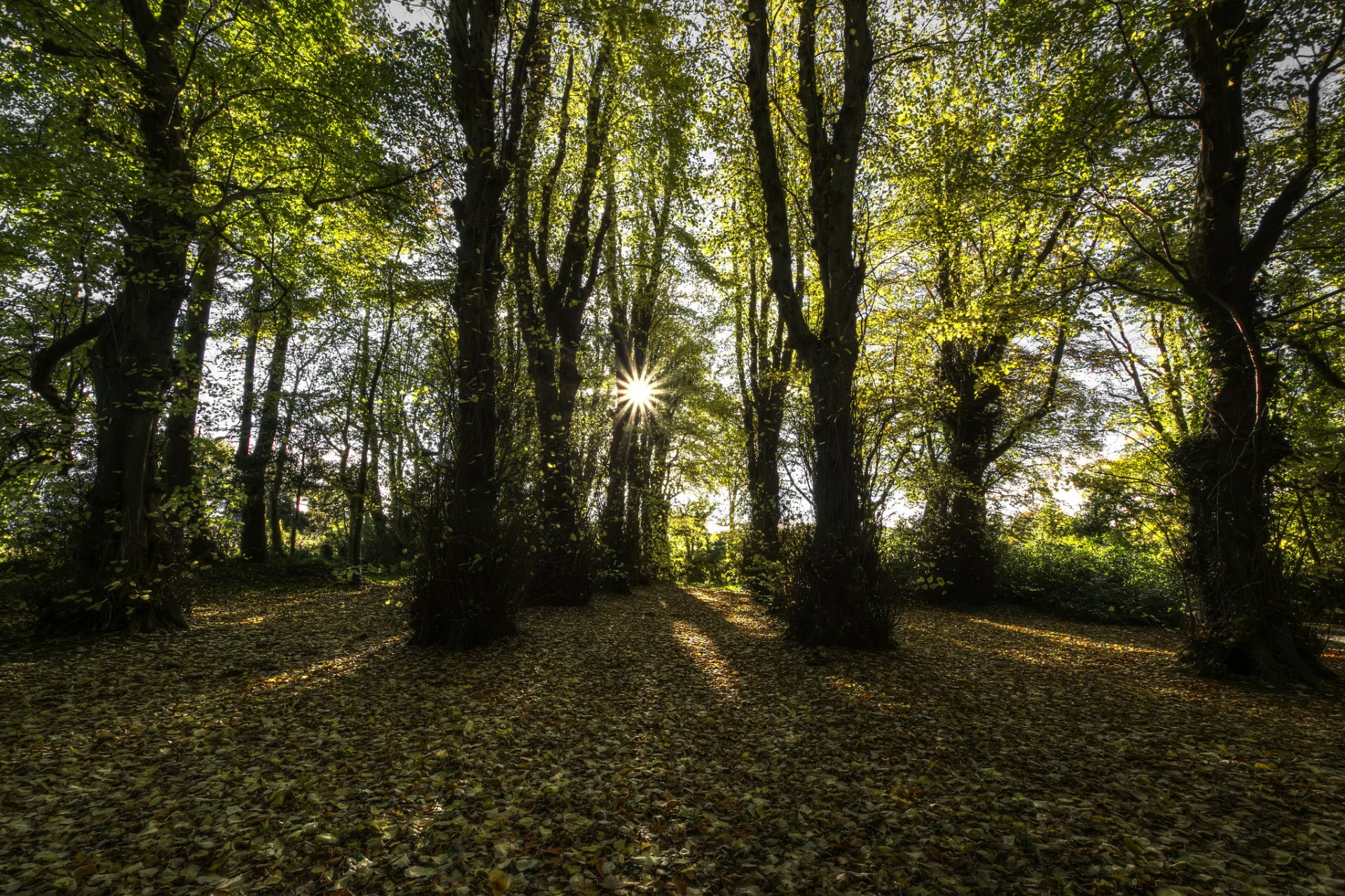 condado de londonderry irlanda del norte bosque de hayas sol rayos otoño