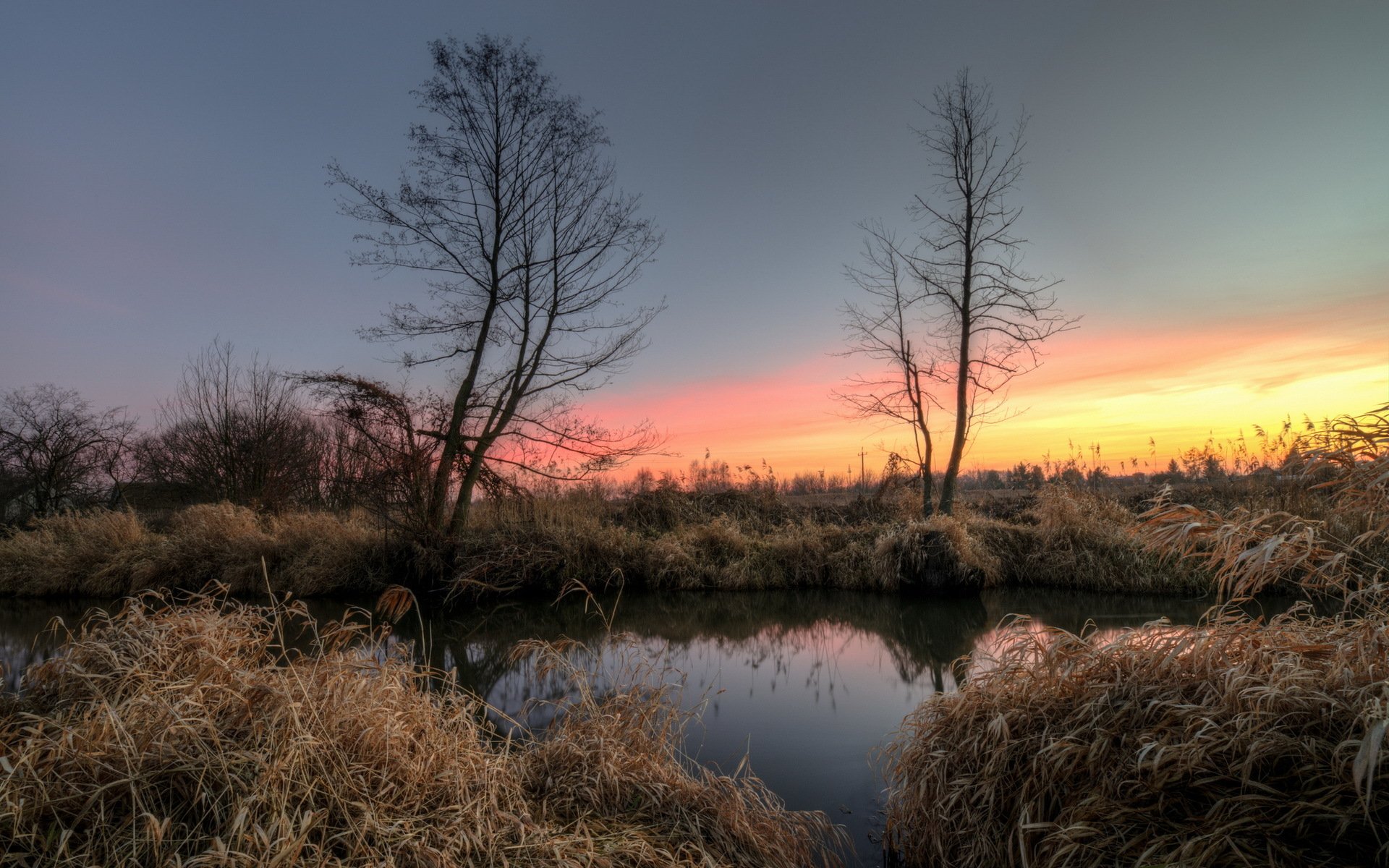 tree lake reed morning dawn