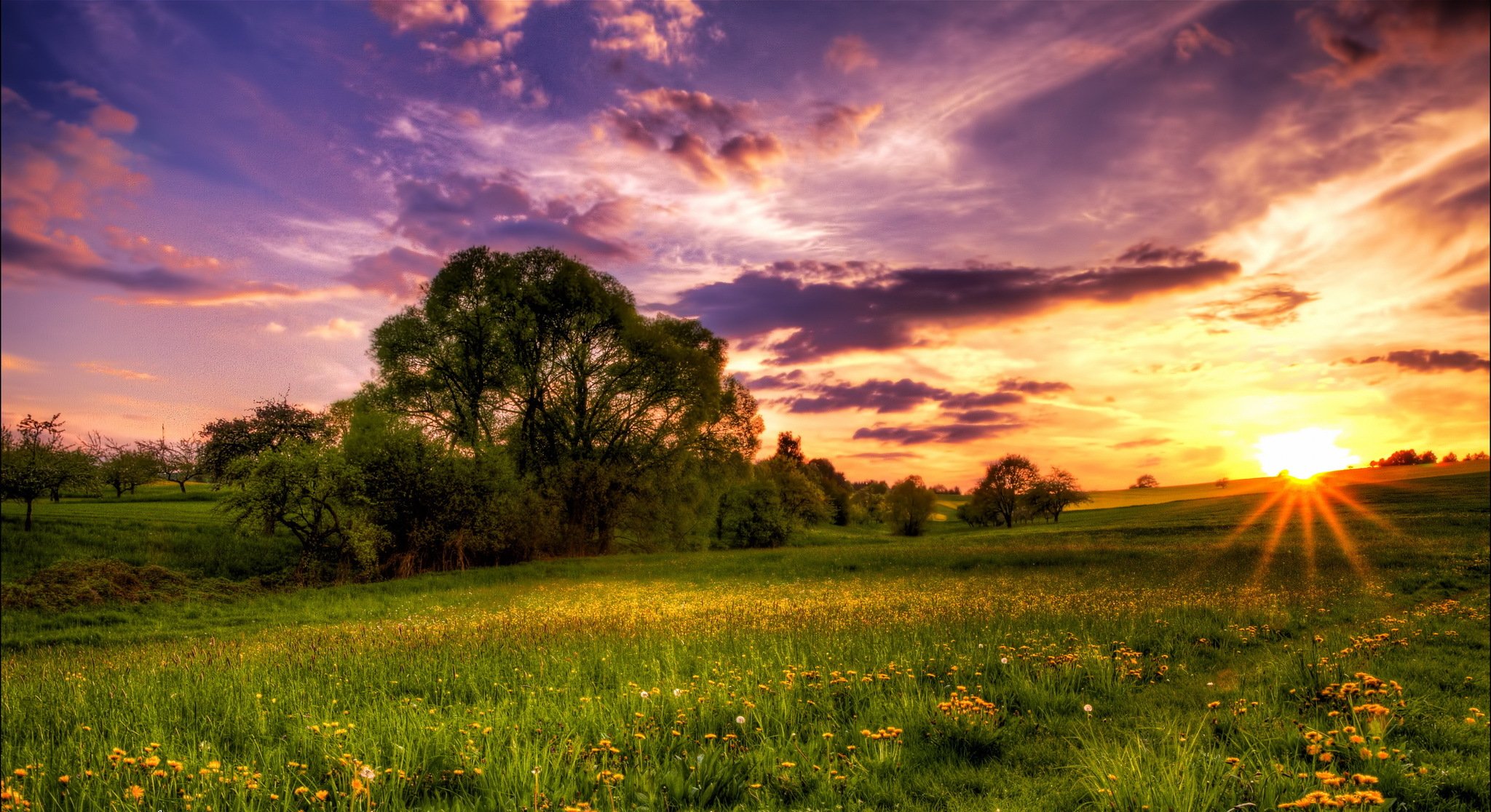 meadow dandelions tree night sun sunset