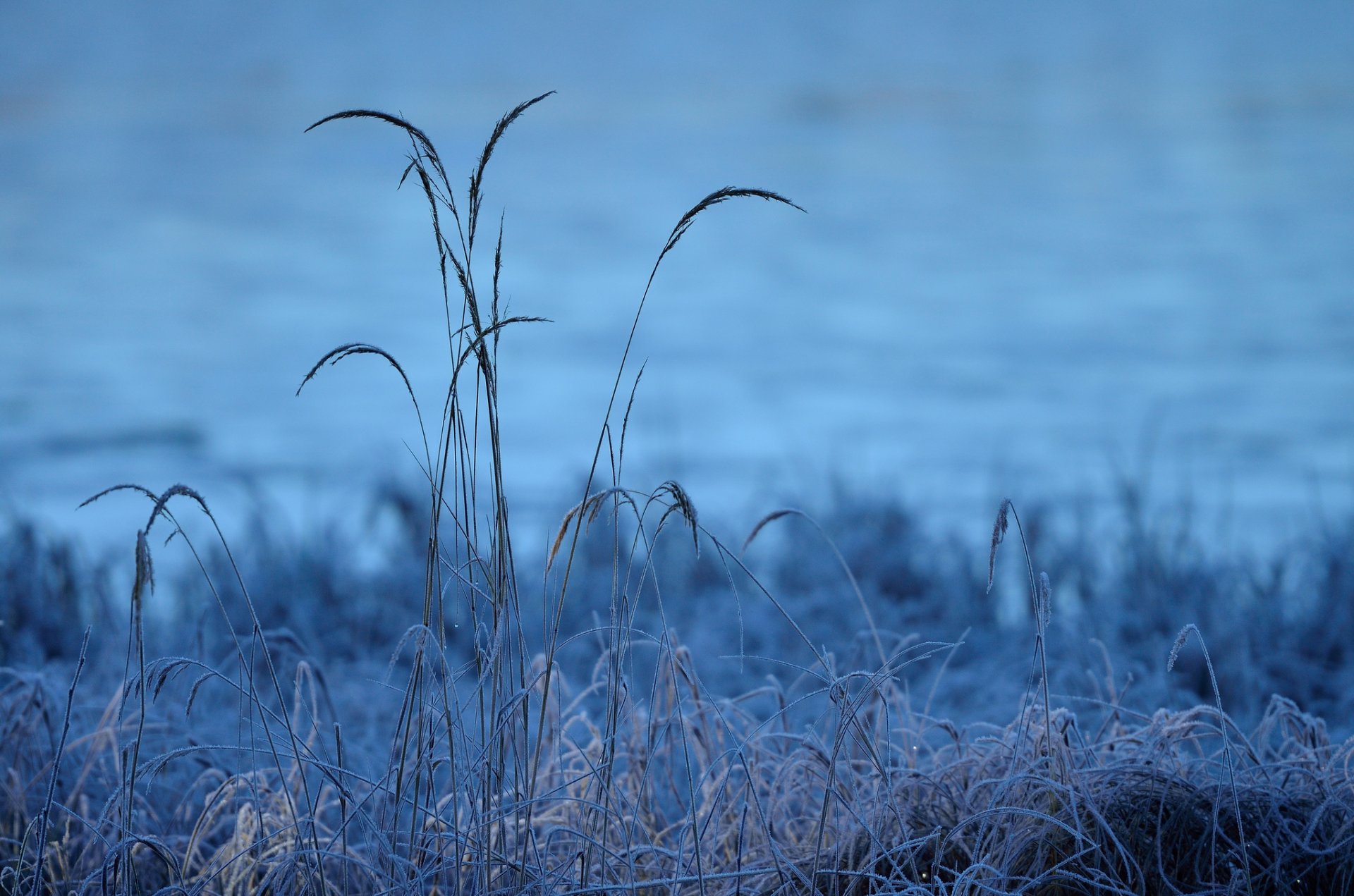 herbe brins d herbe givre matin froid gel