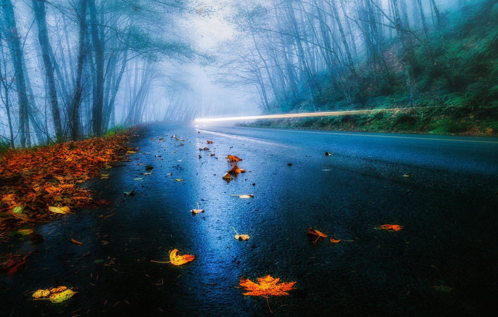 usa route automne pluie brouillard feuilles forêt arbres voiture phares lumière exposition