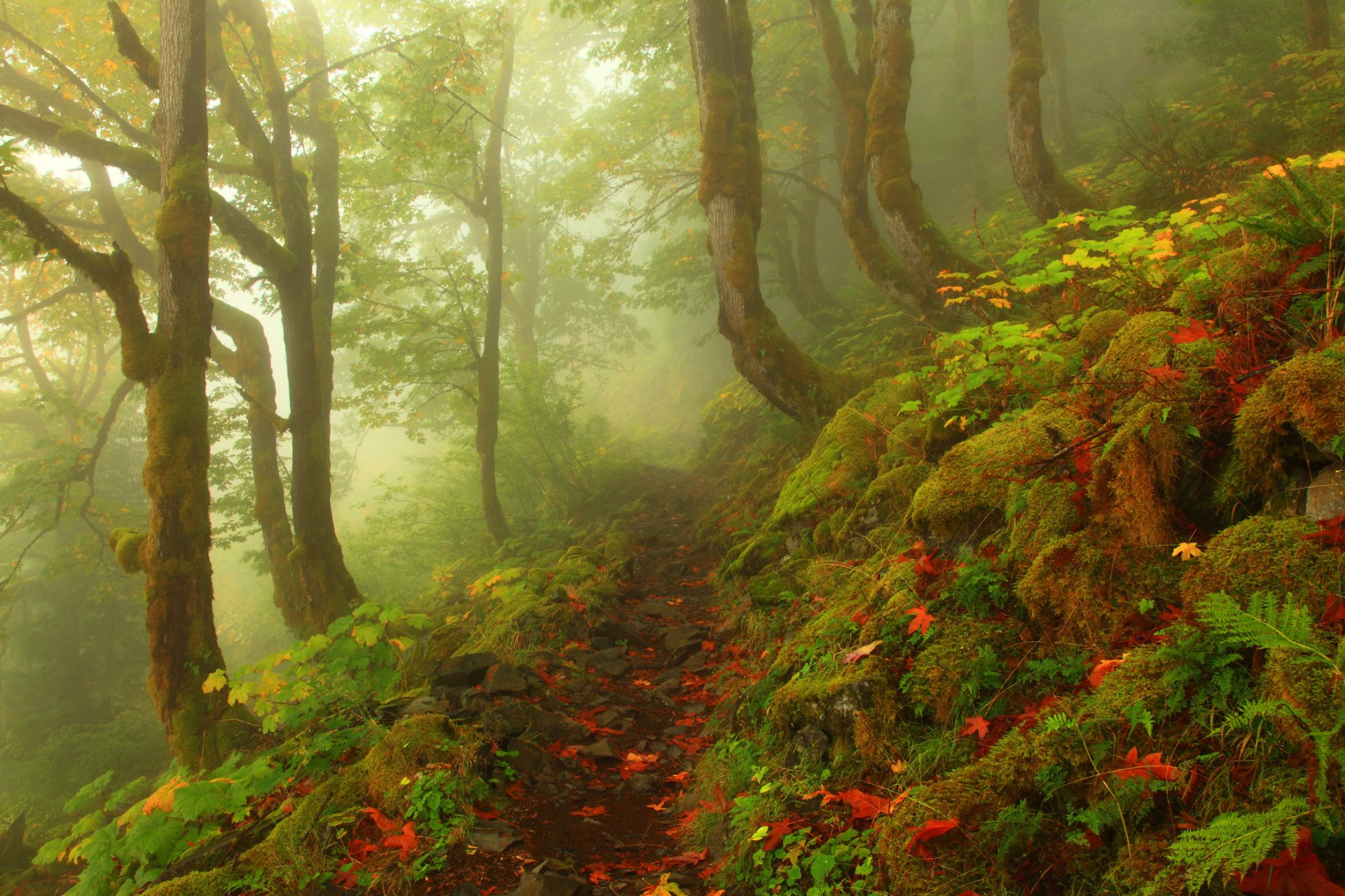 foresta alberi fogliame rocce nebbia