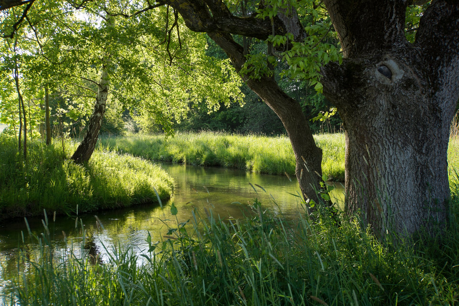 bosque río verano