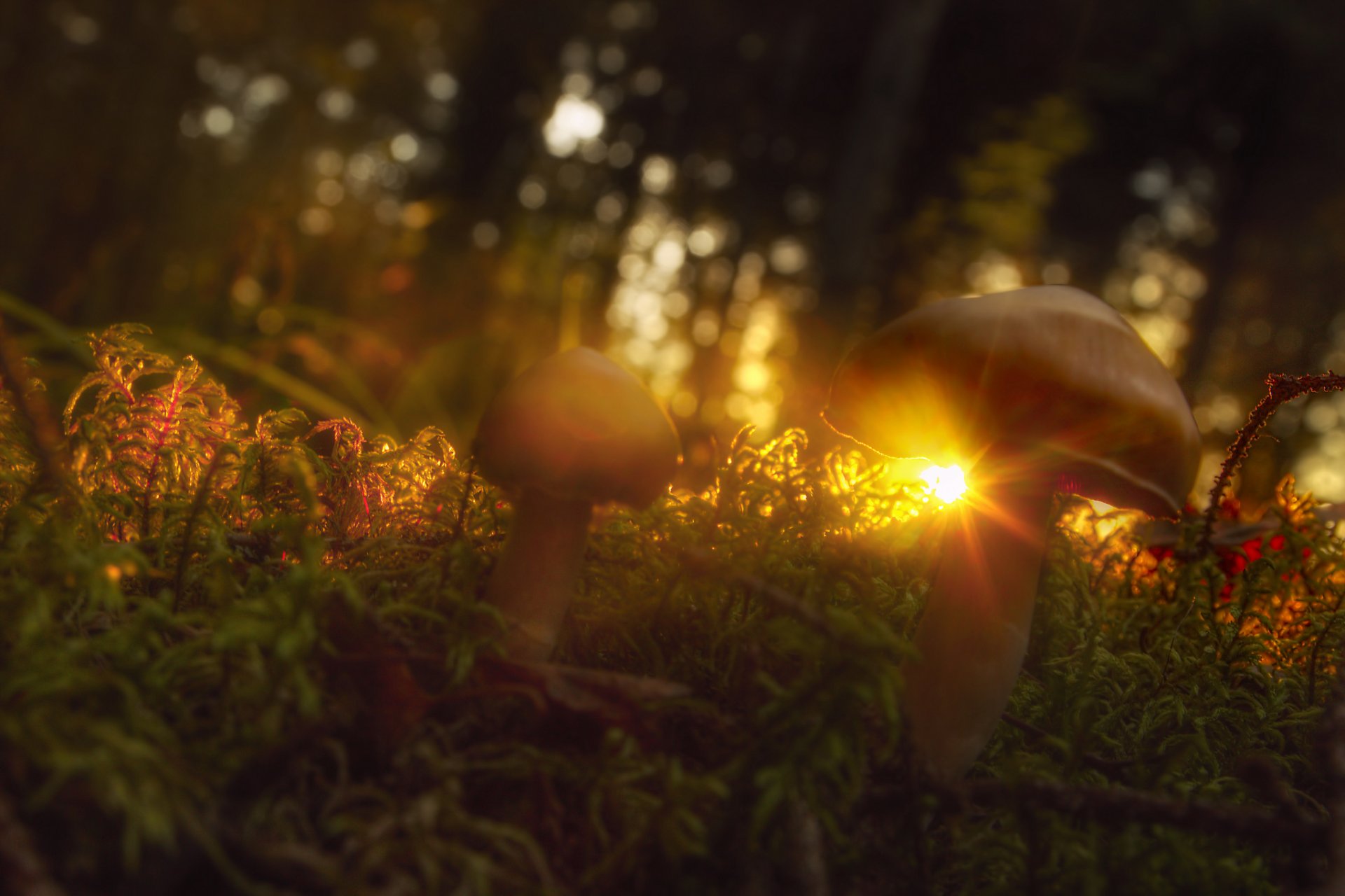 grass mushrooms sun ray