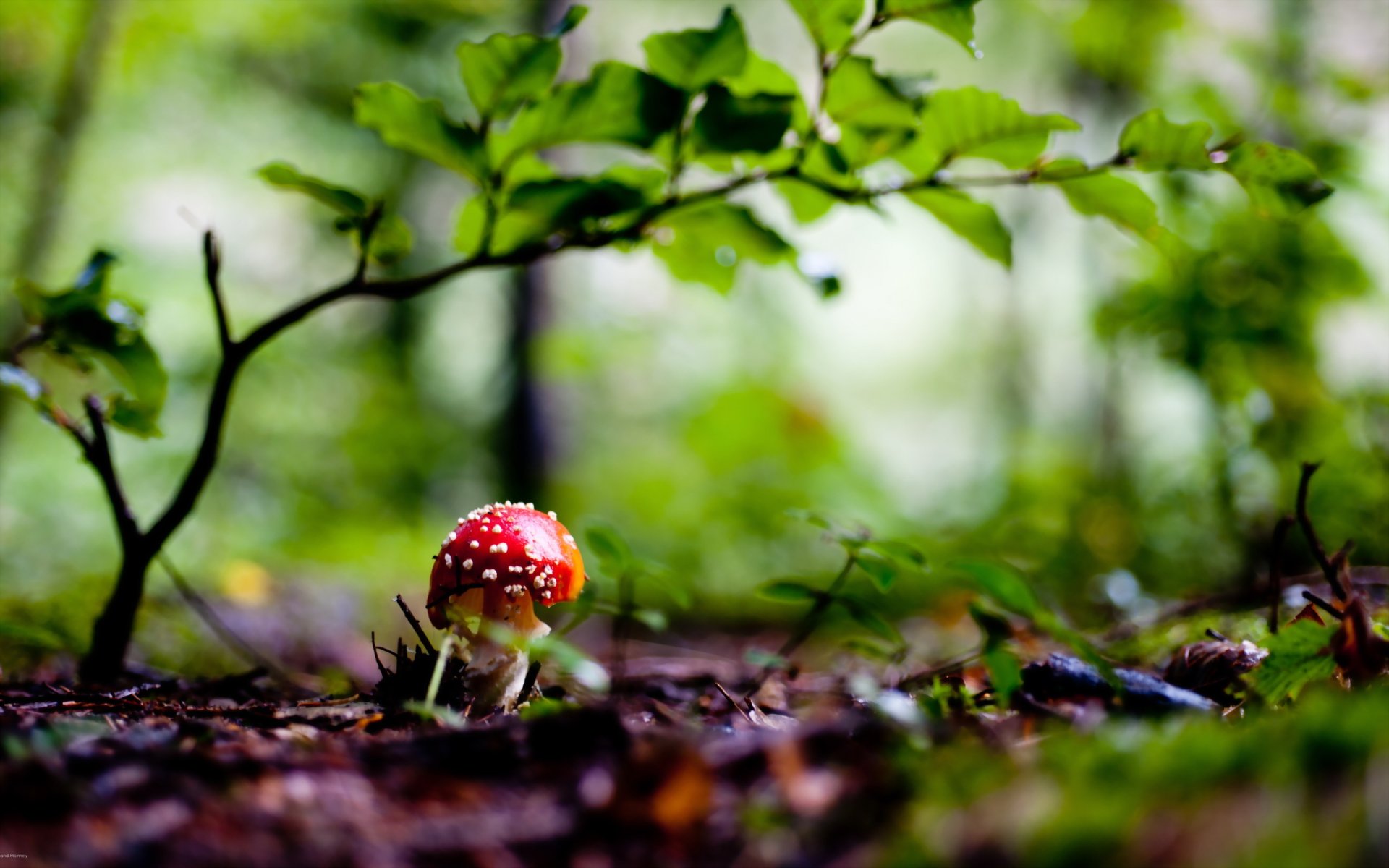 mushroom forest nature