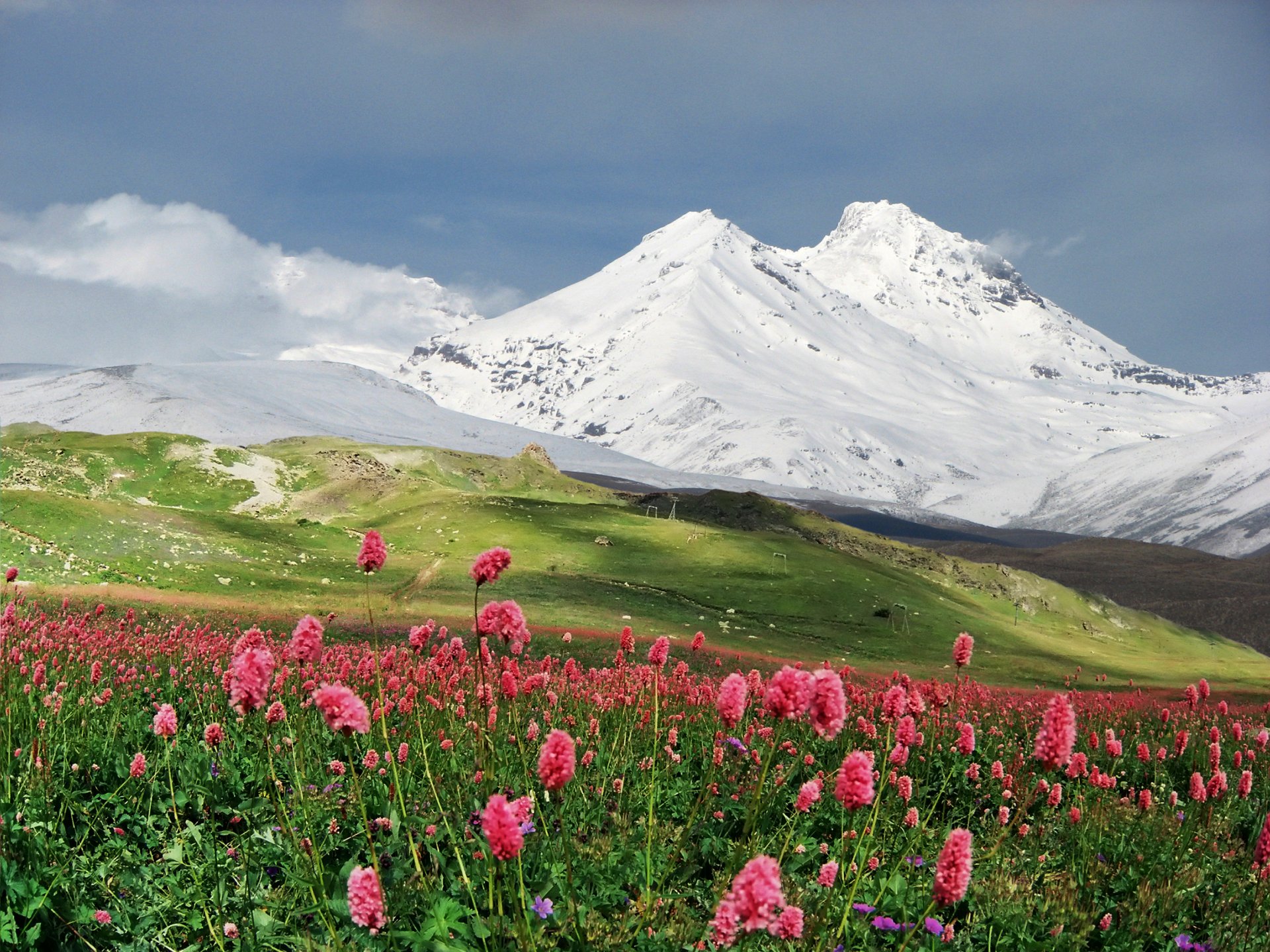 berge schnee wiese blumen