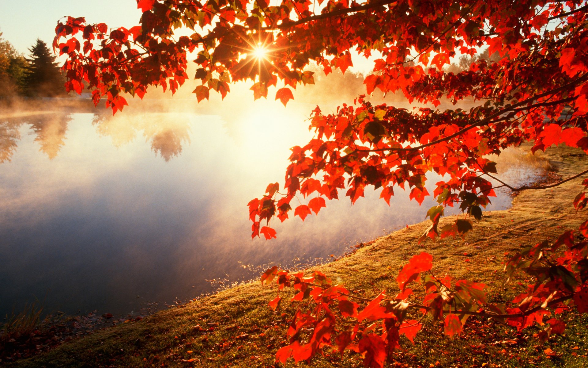 autumn river maple branches leaves sun nature photo