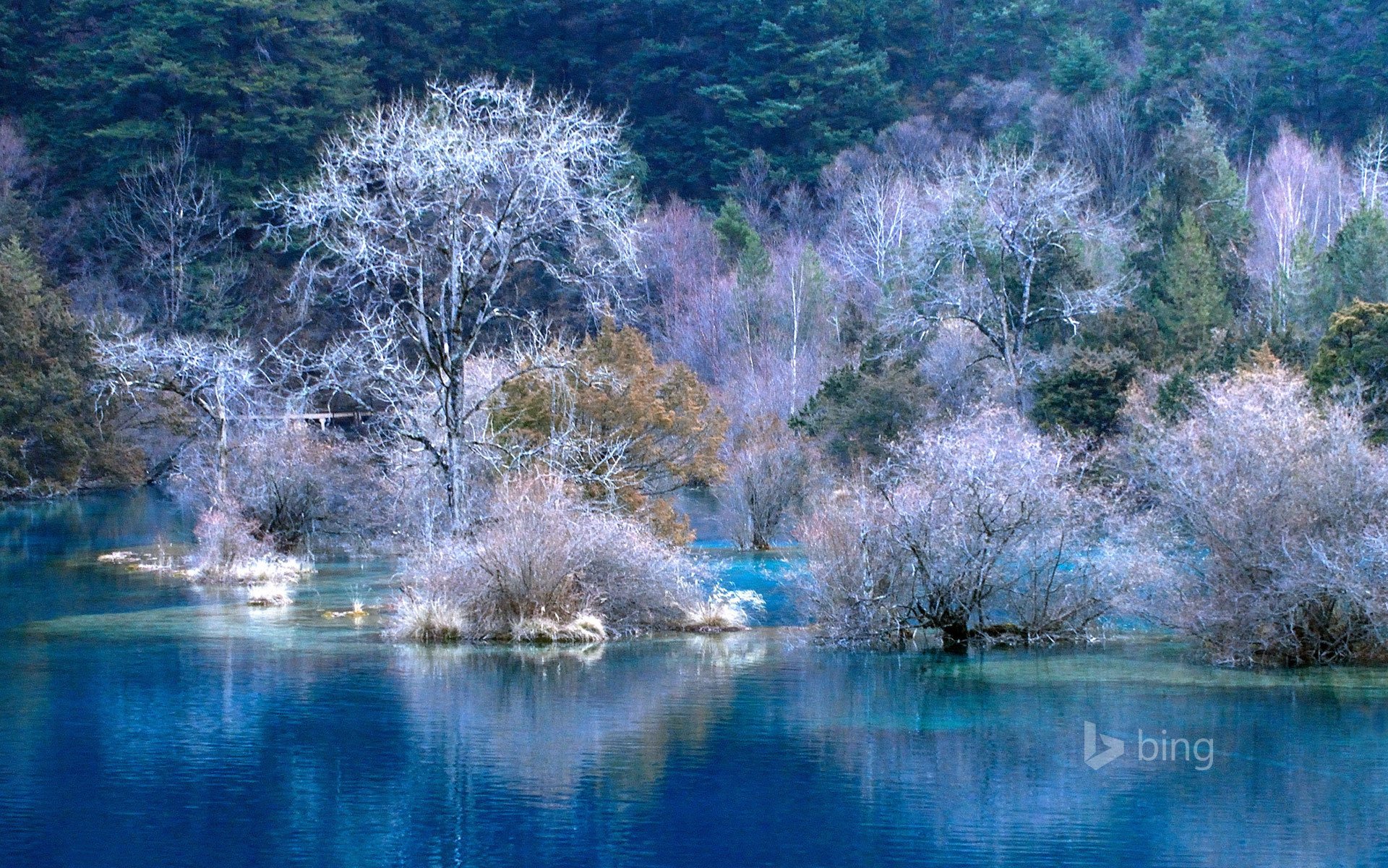 inverno alberi gelo paesaggio acqua foresta pendio fiume baia carta da parati