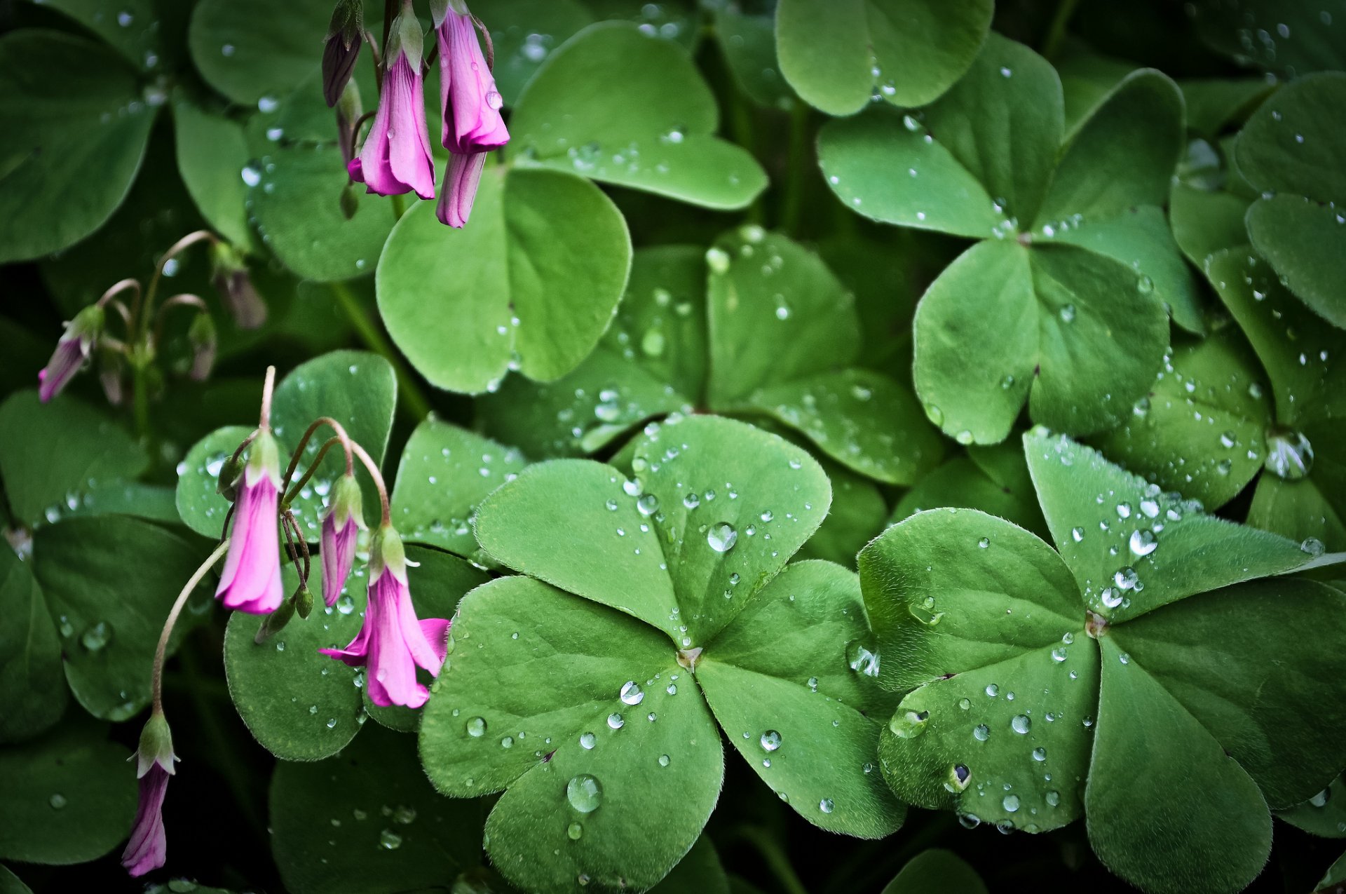 plant leaves flower pink water droplets rosa