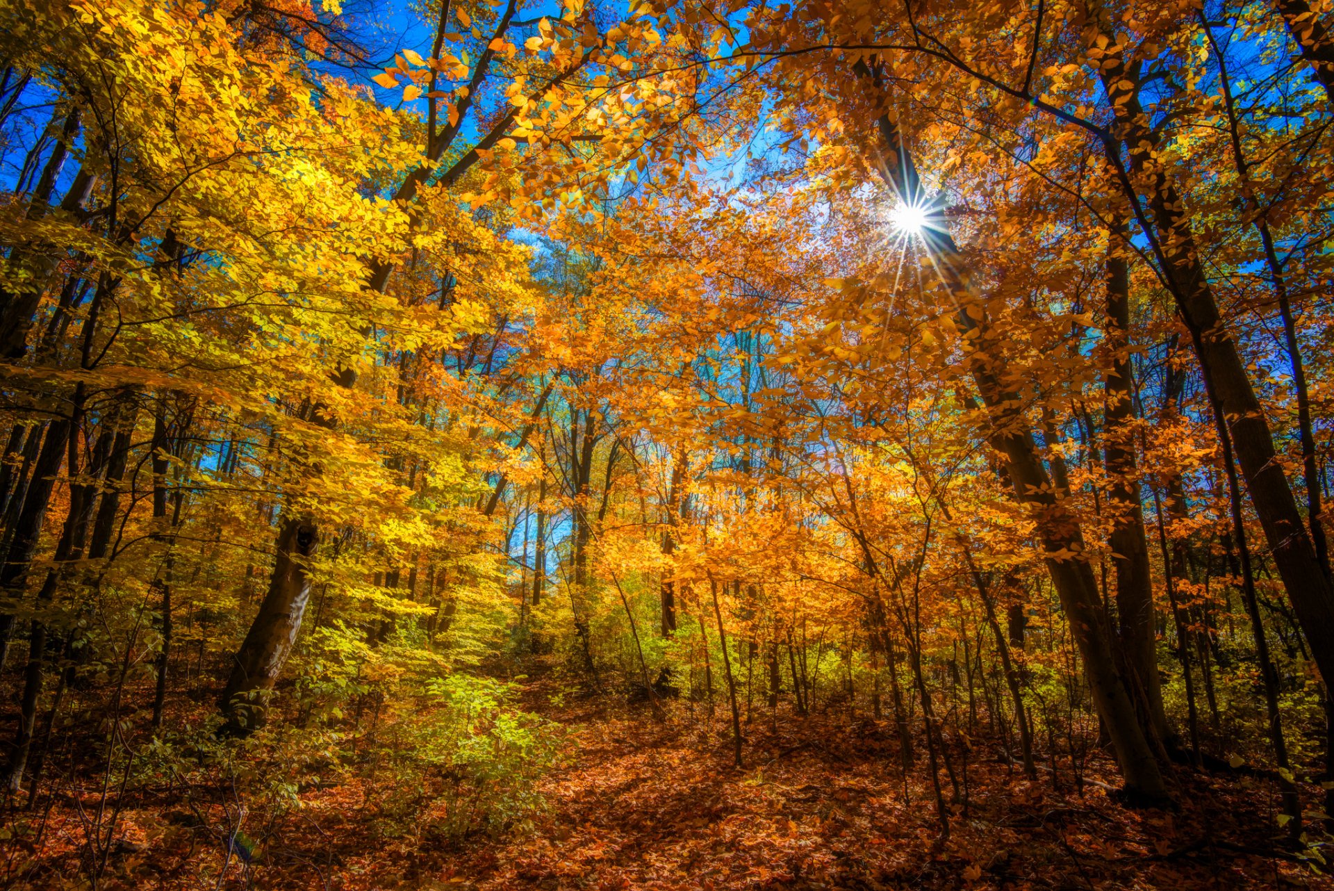 foresta alberi autunno sole raggi colore luminoso