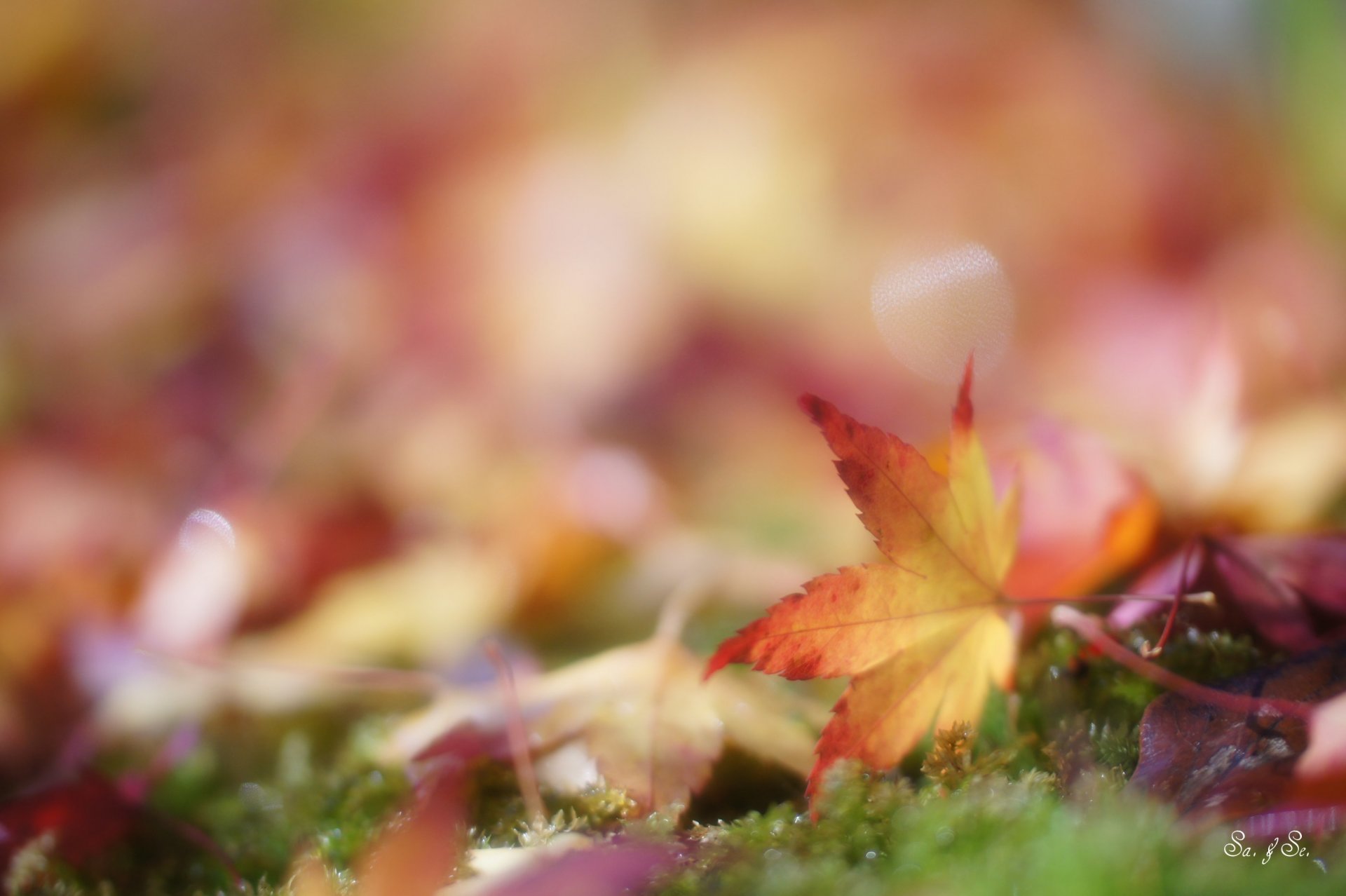 herbst gras blätter gefallen gelb blendung