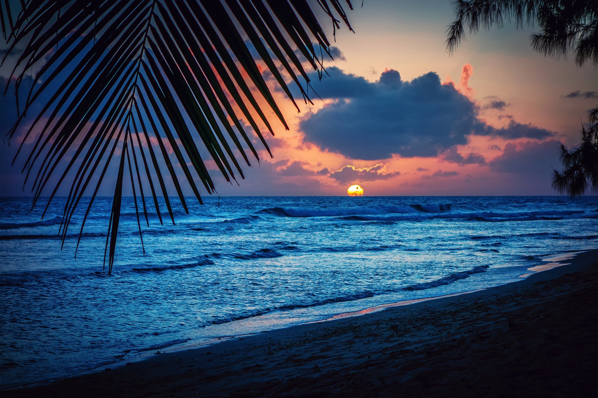 barbados caribbean night beach sunset sun palm sheet silhouette