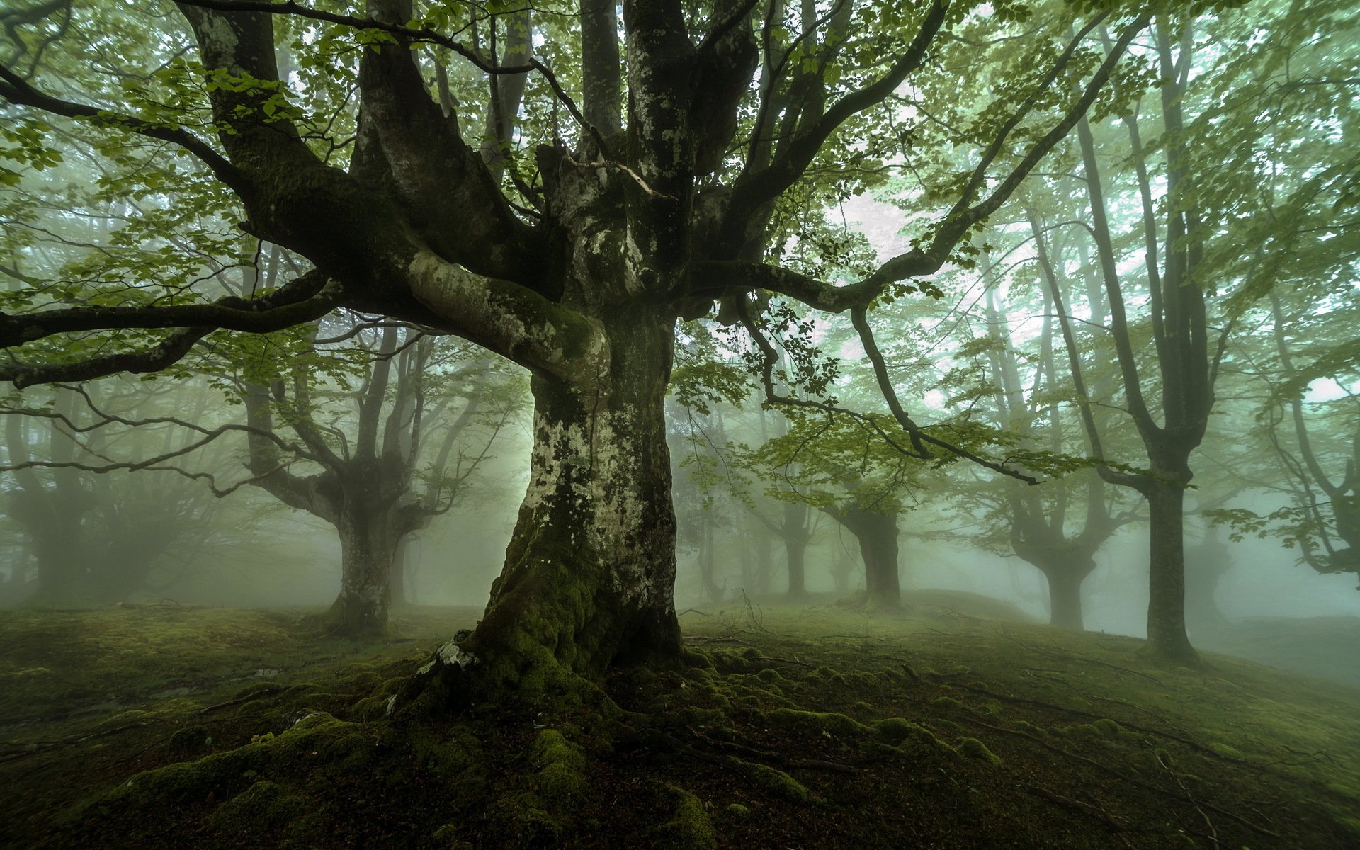 albero nebbia paesaggio natura