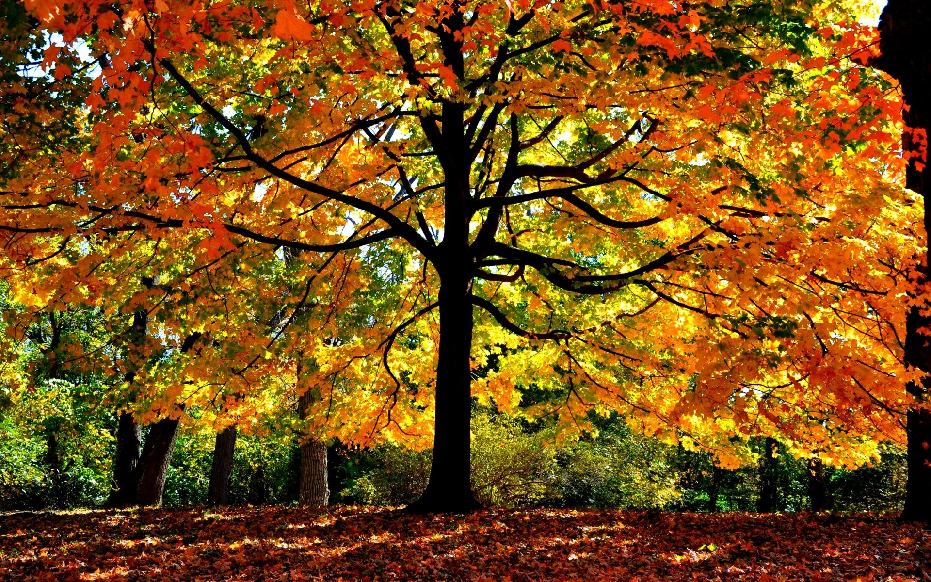 otoño árbol hojas ramas luz