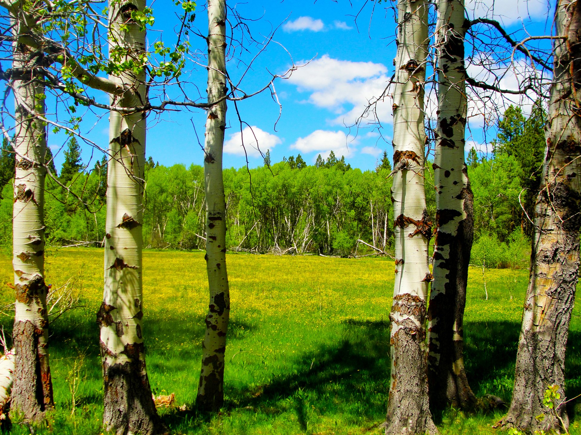 oregon usa alberi foresta prato fiori primavera cielo nuvole betulla pioppo tremulo