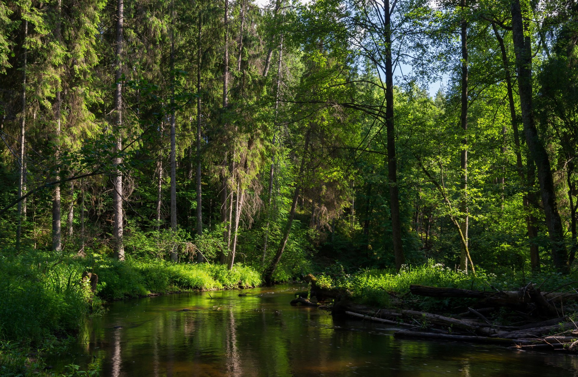 bosque río río árboles minsk bielorrusia