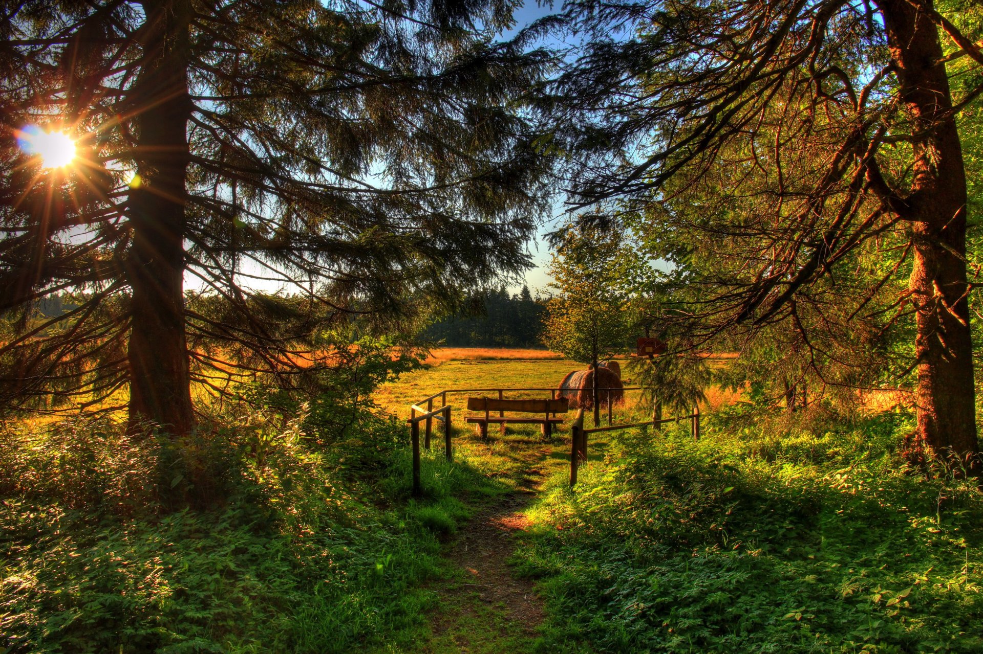 bosque árboles agujas de pino hierba vegetación campo banco