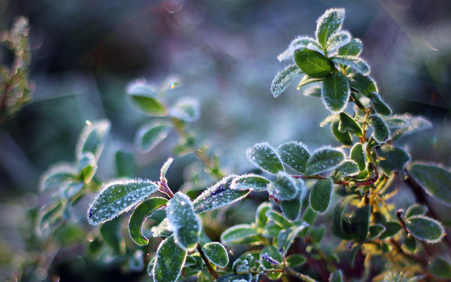 pianta gelo freddo foglie cristalli sole luce