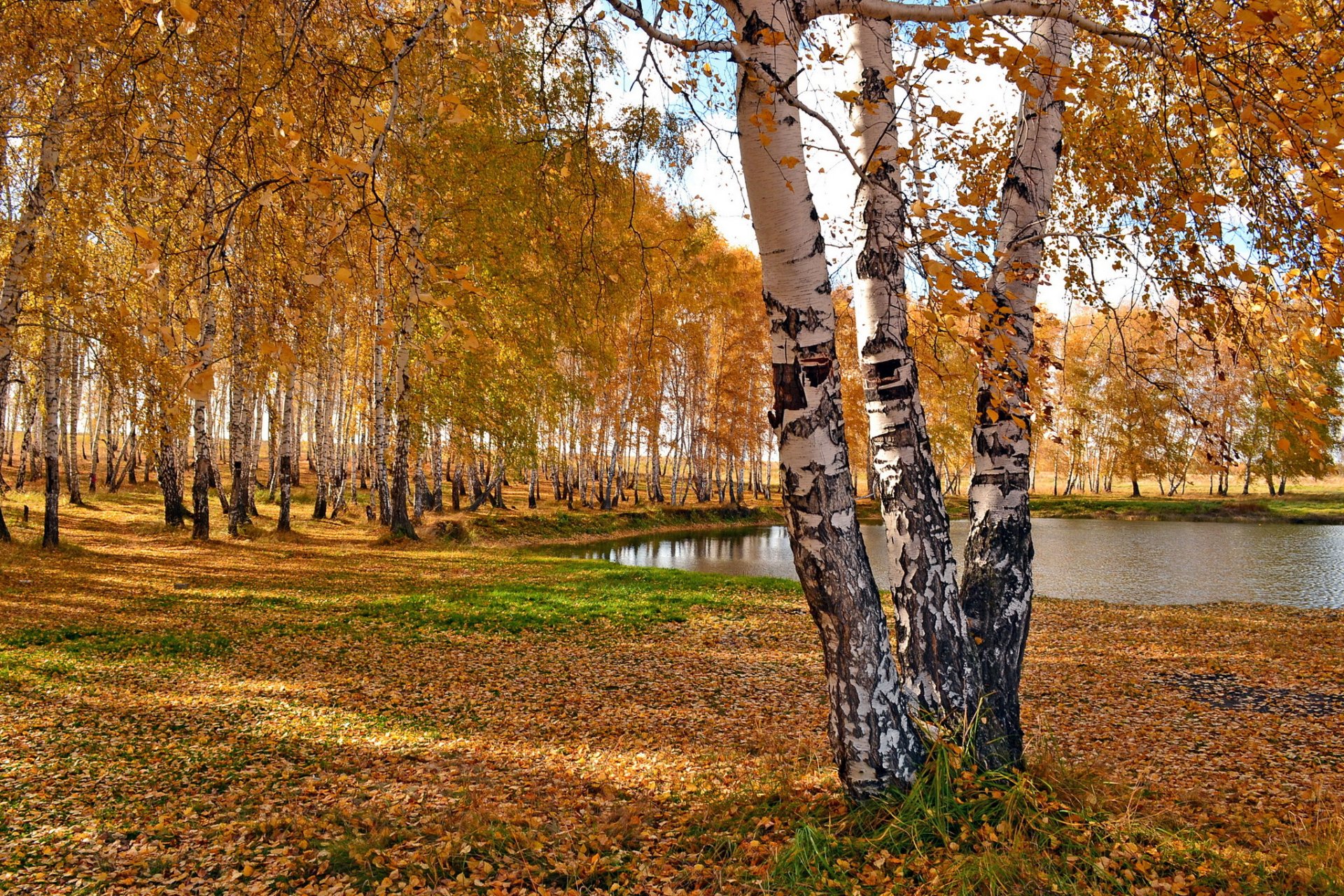 parque otoño árboles abedules estanque lago