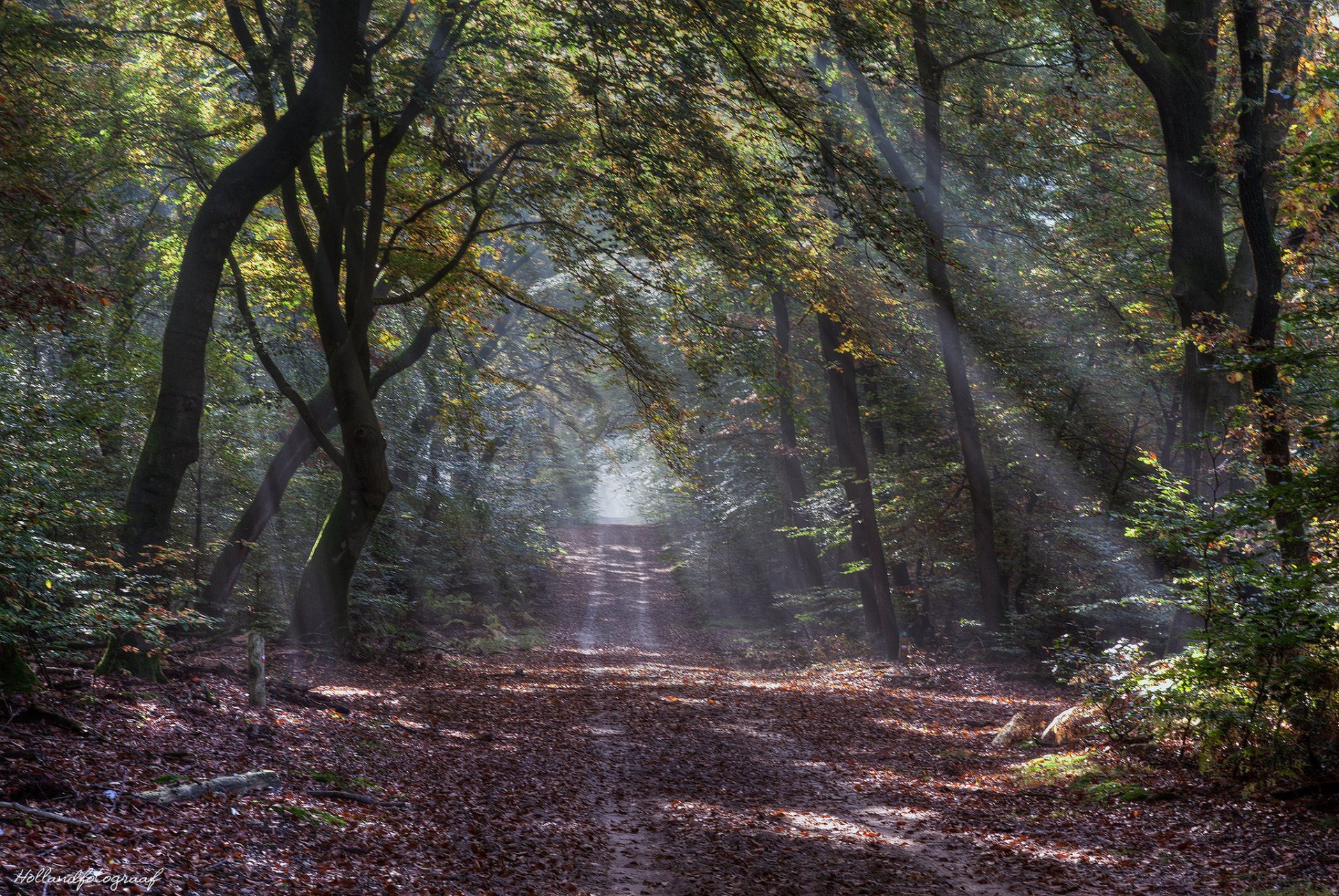 autumn forest road sun ray