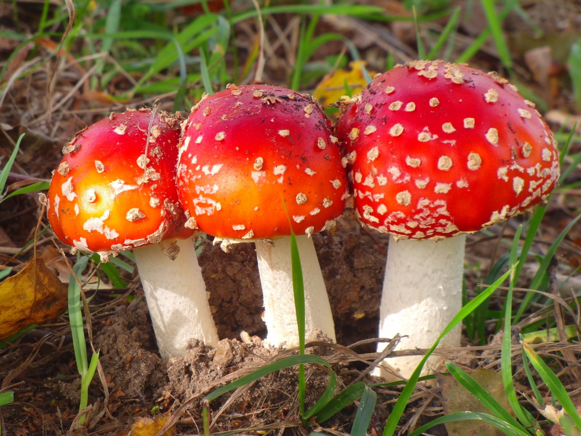 natura funghi amanita trio erba