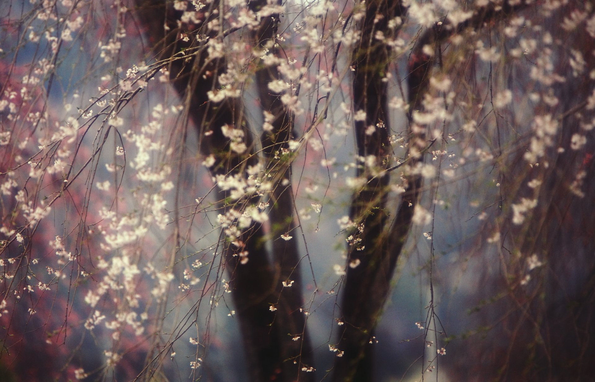 cerisier floraison arbres fleurs printemps nature